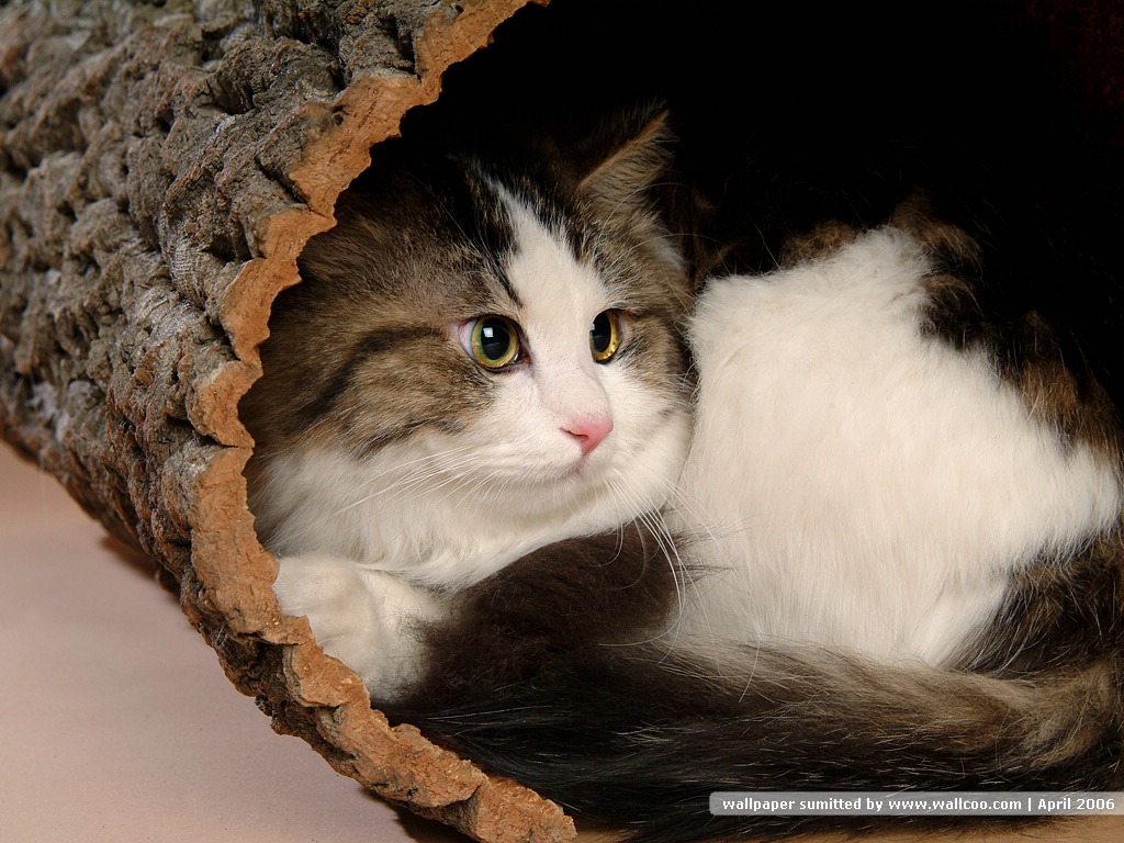 可爱超清的大图合集猫咪手机壁纸下载图片