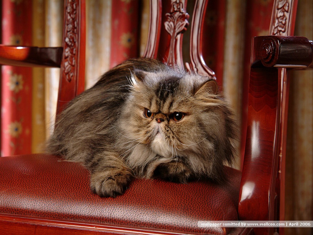 卖萌可爱猫咪高清图片大全宽屏电脑桌面壁纸下载第二辑图片