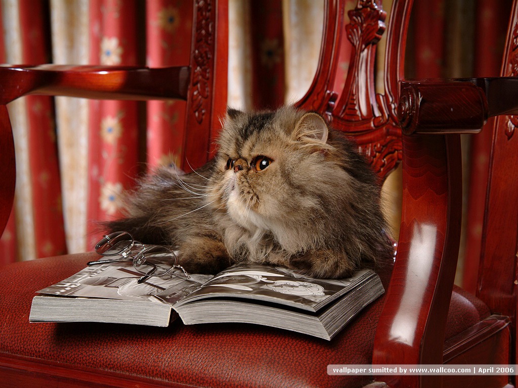 猫咪图片