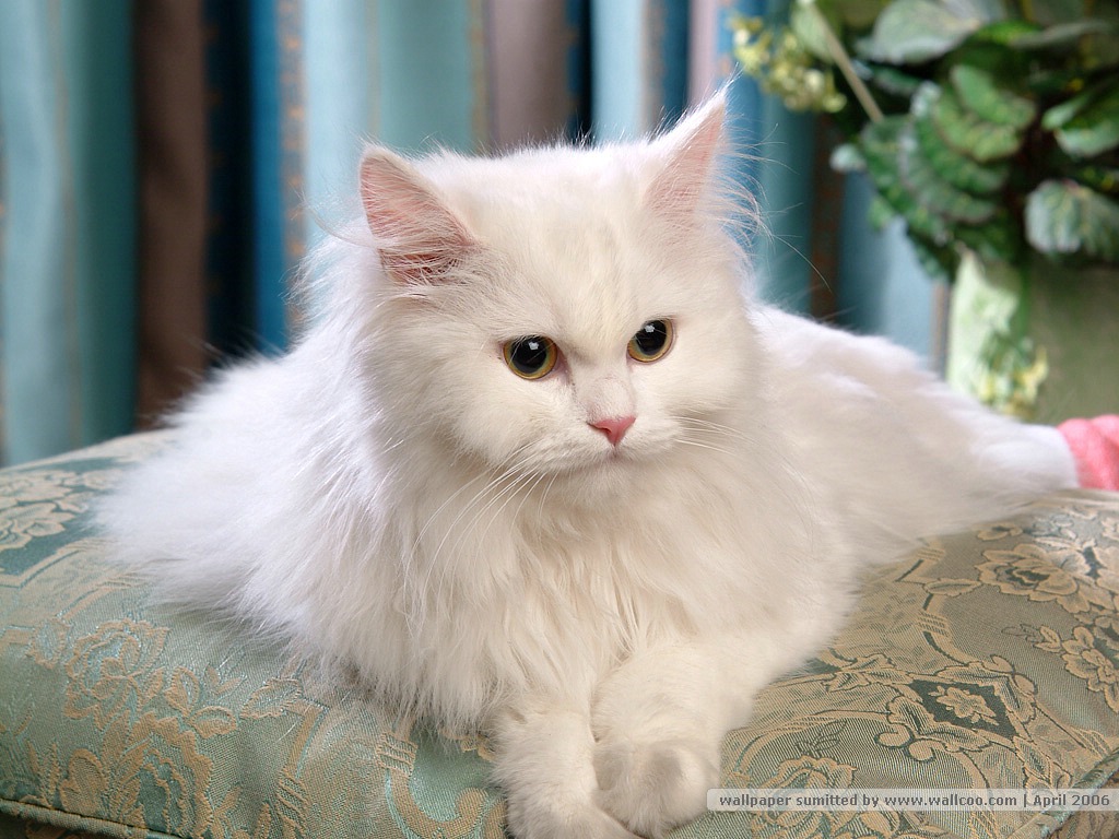草地上可爱的猫咪宝贝桌面壁纸图片