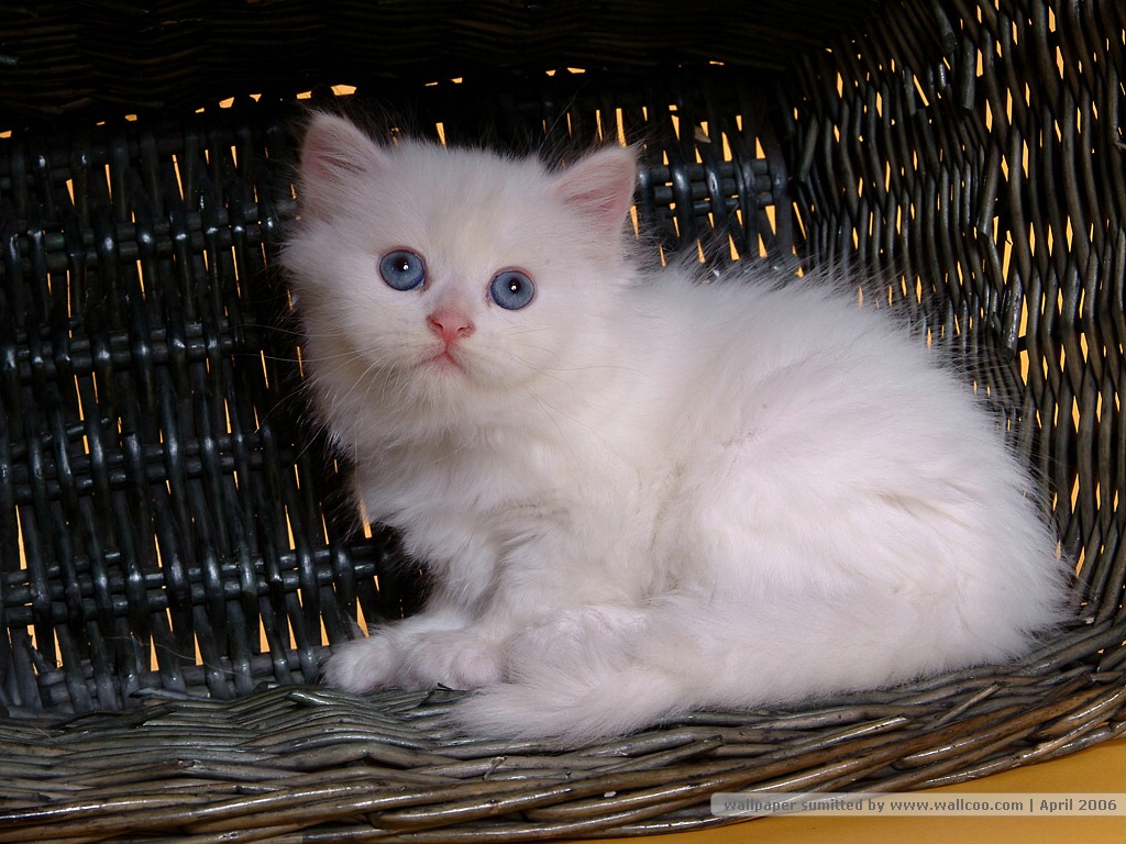 猫咪图片