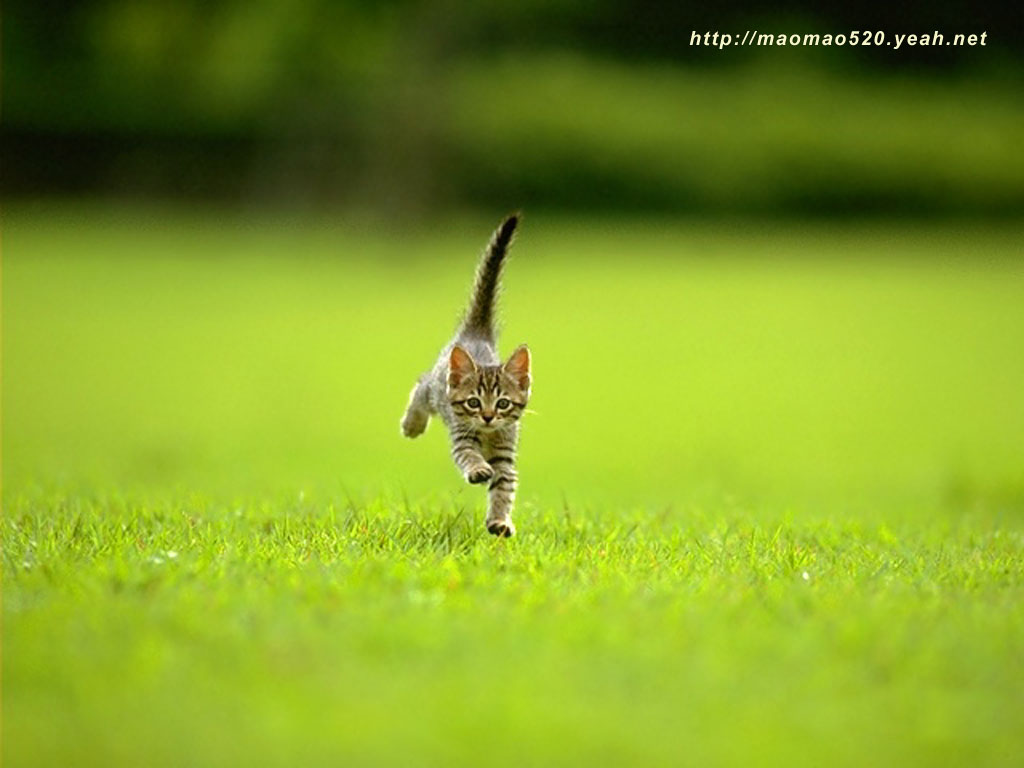 高清超可爱萌宠小奶猫图片高清电脑壁纸图片