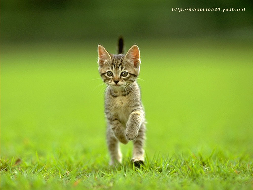 高清超可爱萌宠小奶猫图片高清电脑壁纸图片