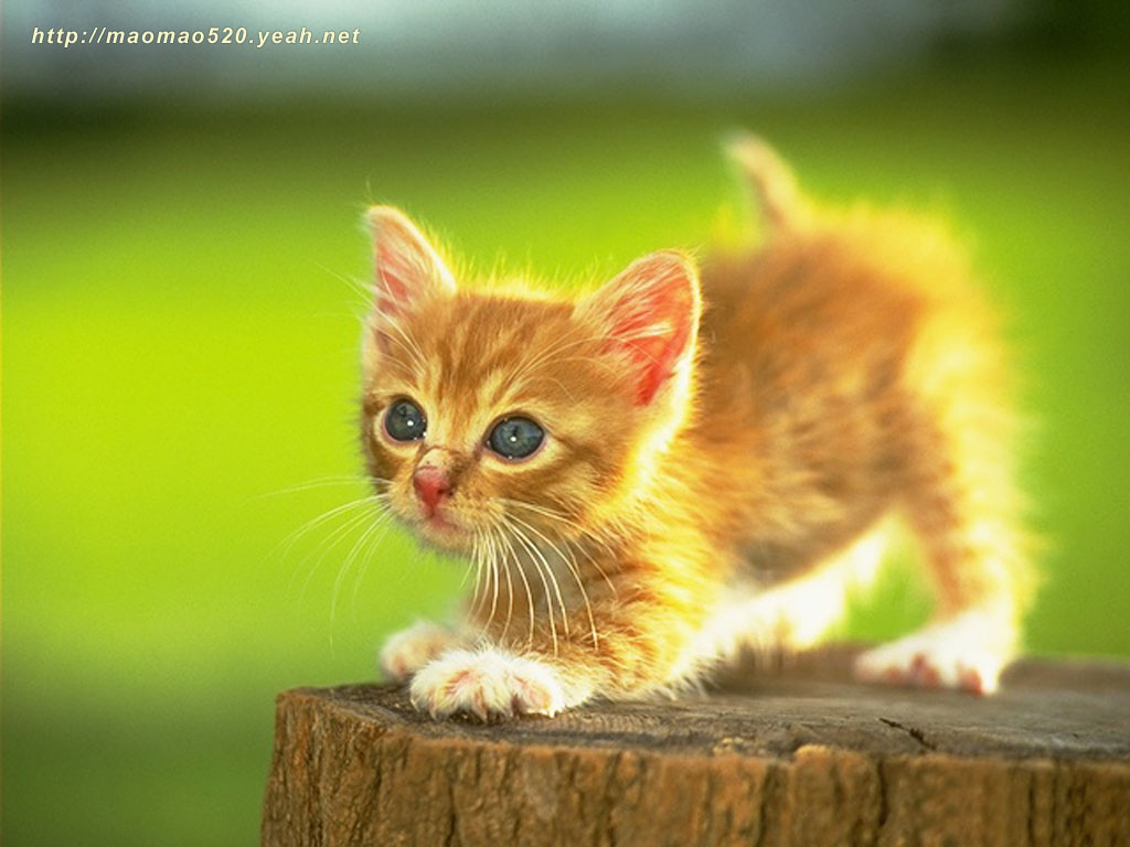 高清超可爱萌宠小奶猫图片高清电脑壁纸图片