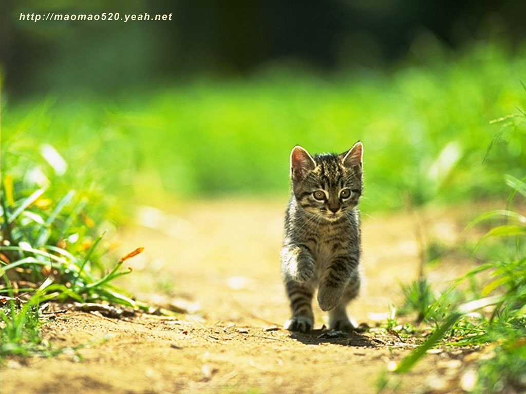 高清超可爱萌宠小奶猫图片高清电脑壁纸图片