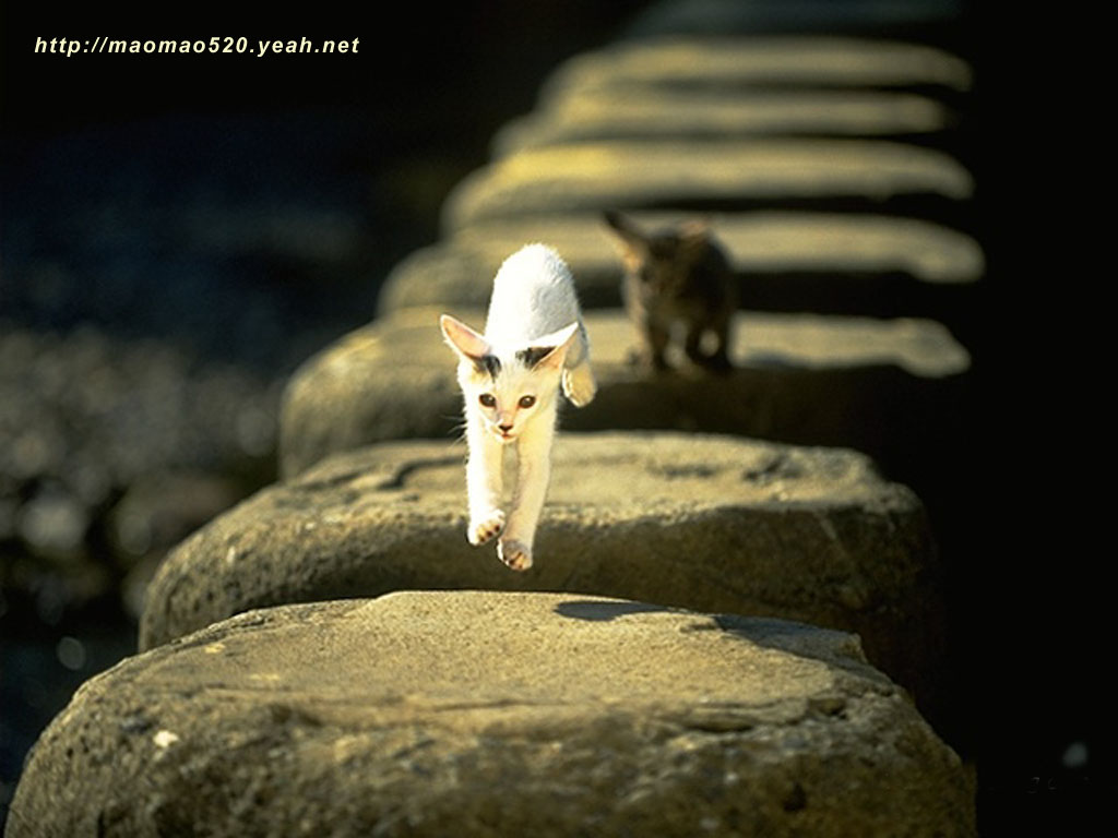 高清超可爱萌宠小奶猫图片高清电脑壁纸图片