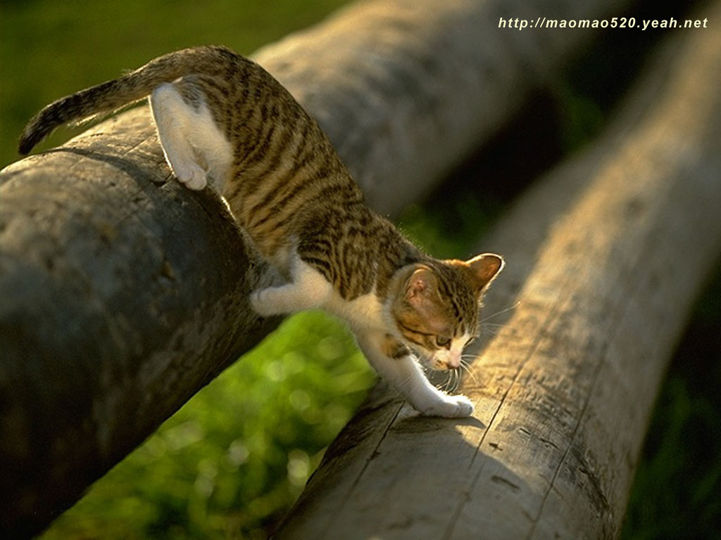 小奶猫图片