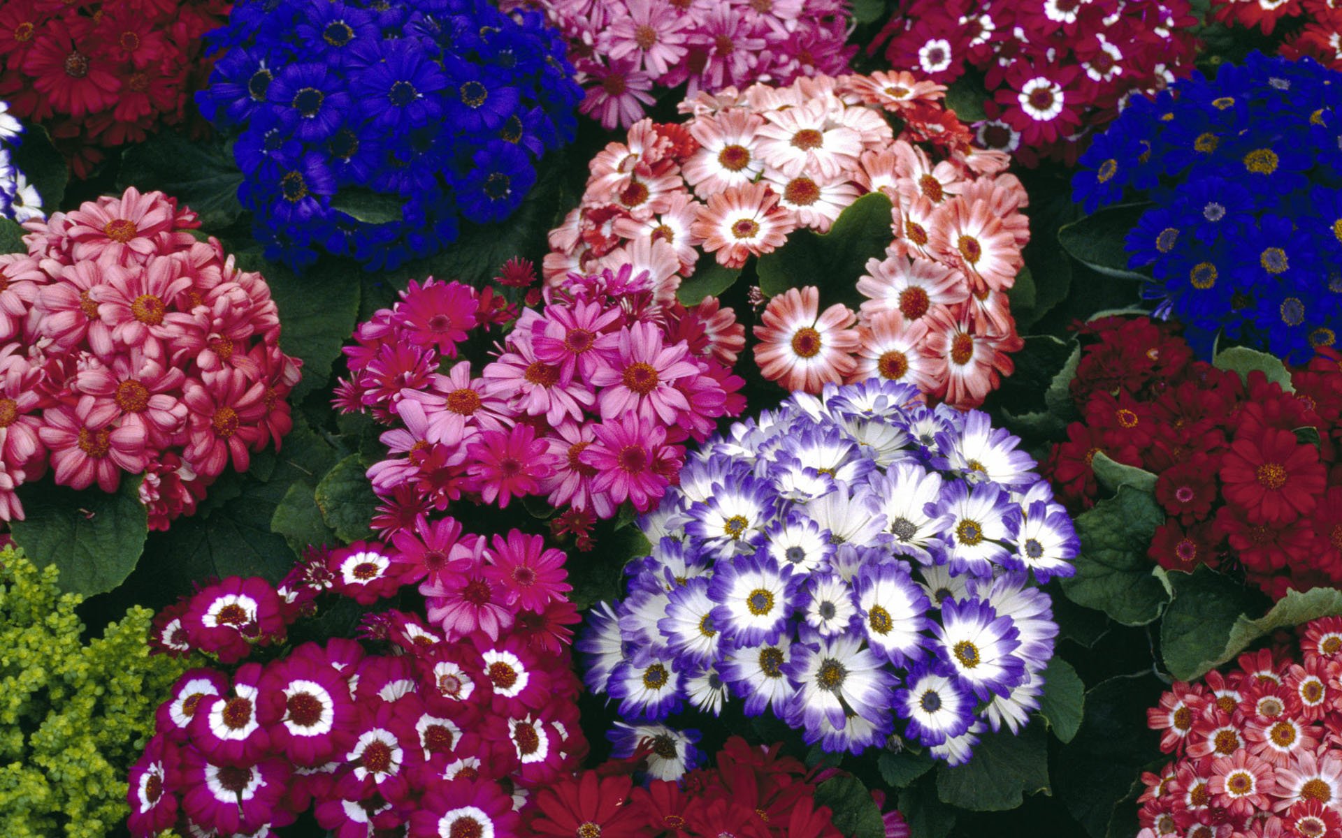 鲜花图片