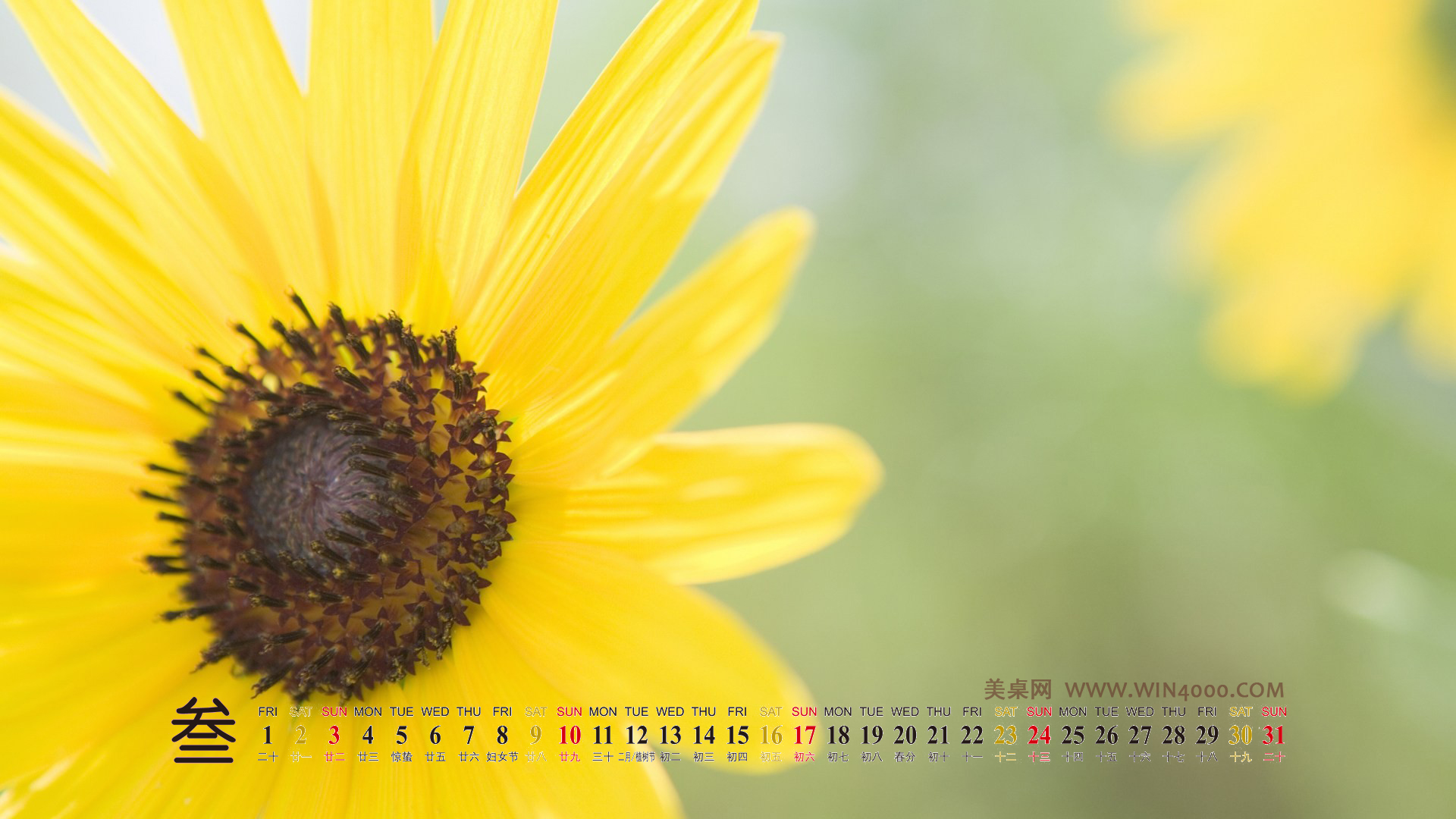 2013年4月日历壁纸之素雅清新的绿色植物图片