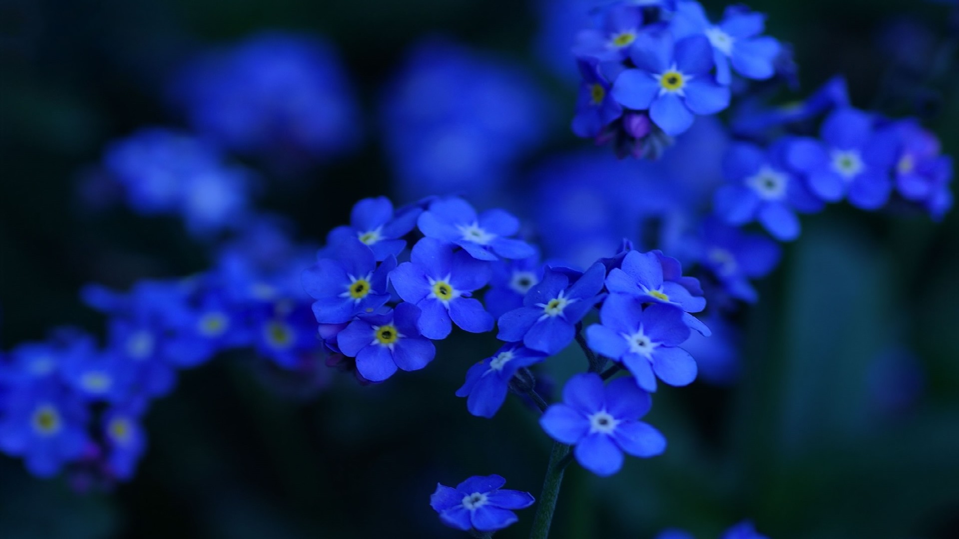 鲜花图片