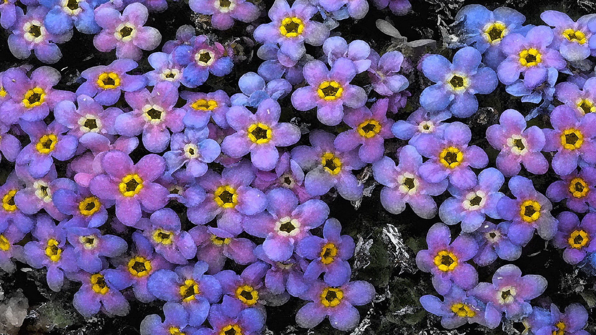 鲜花图片
