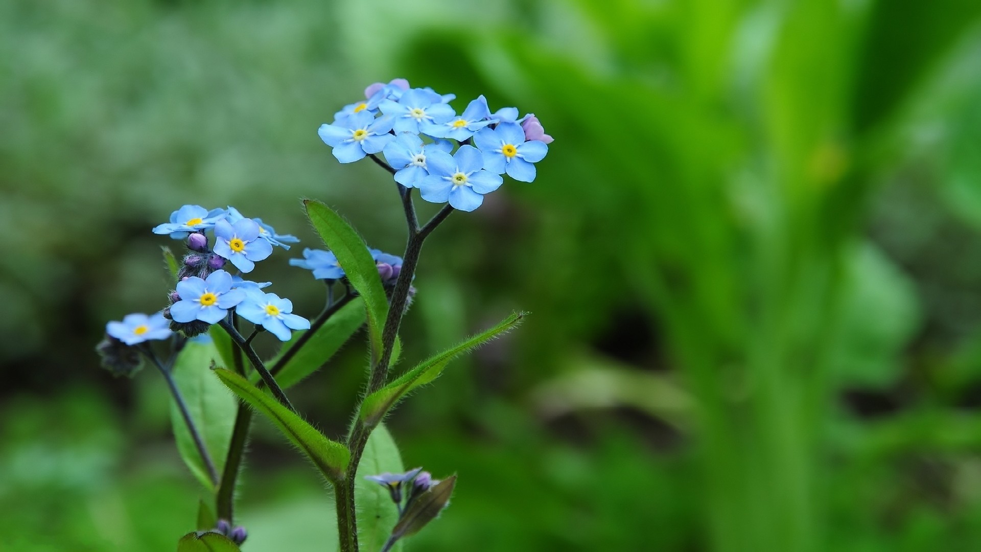 鲜花图片