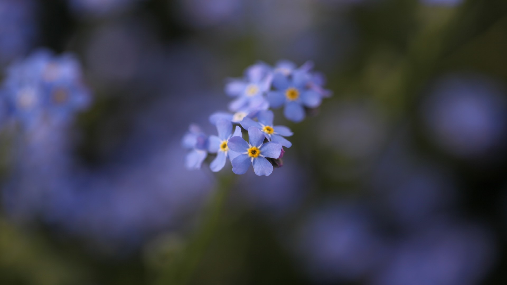 鲜花图片