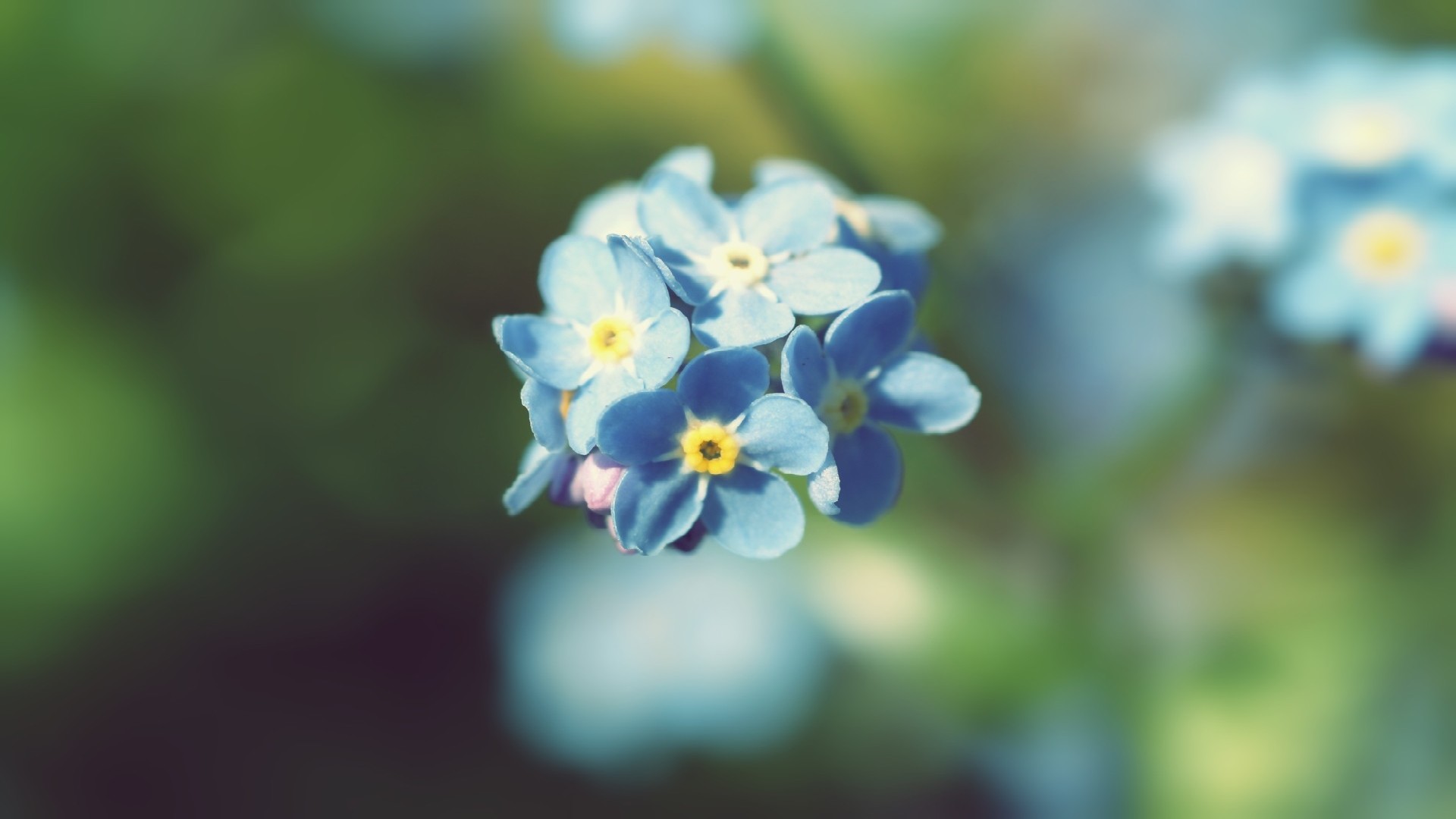 鲜花图片
