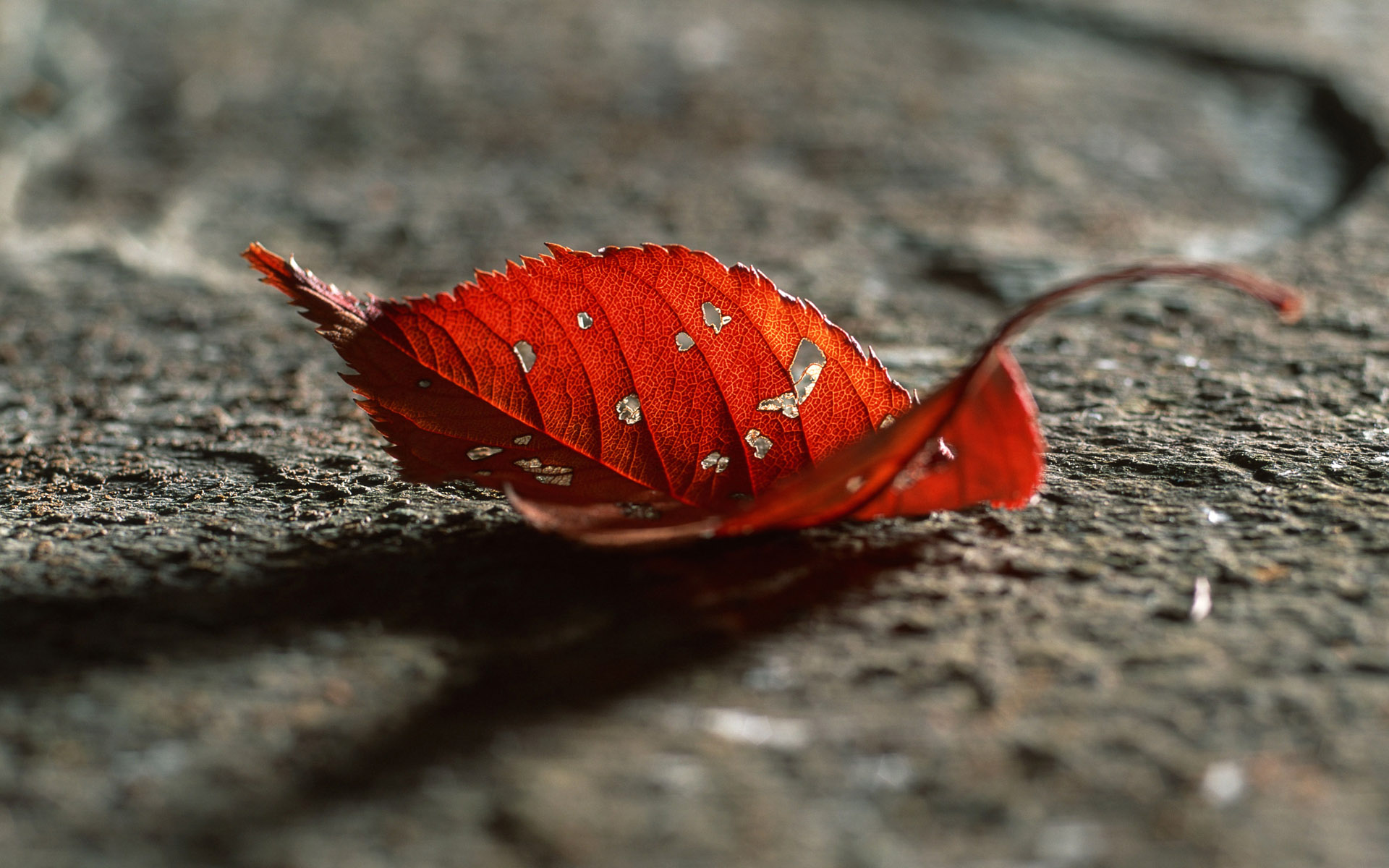 苹果桌面壁纸图片