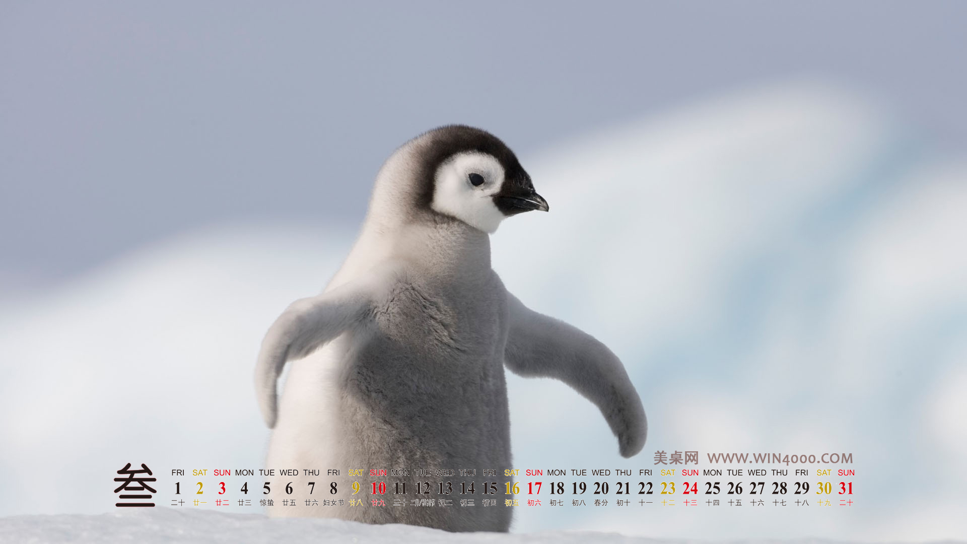 海洋生物可爱的海豚桌面壁纸图片