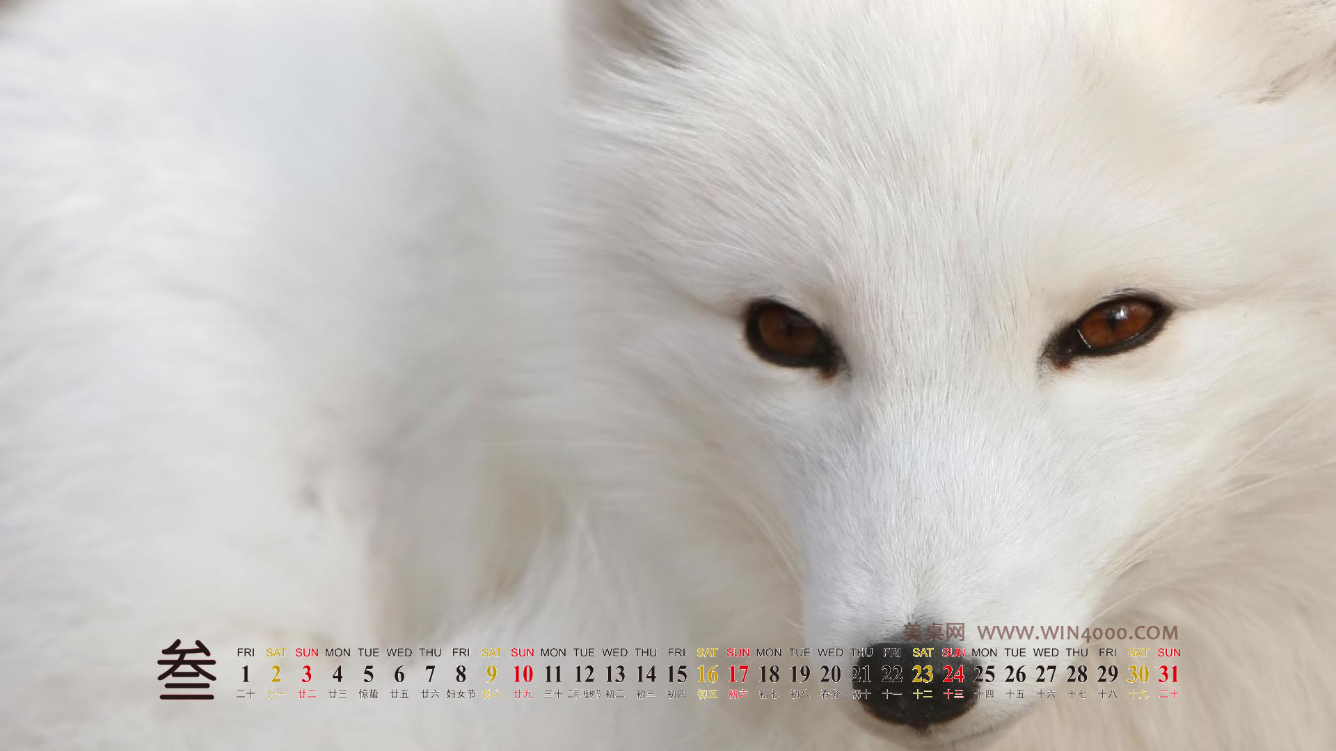 水母：神奇的海洋生物图片图片