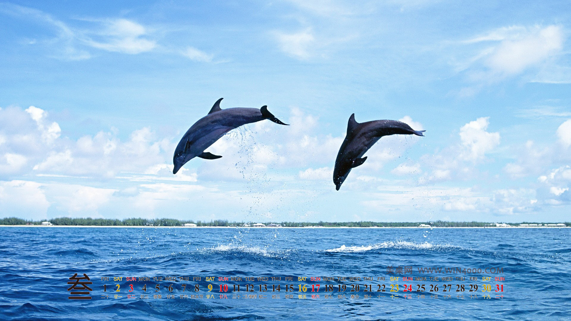 海洋生物可爱的海豚桌面壁纸图片