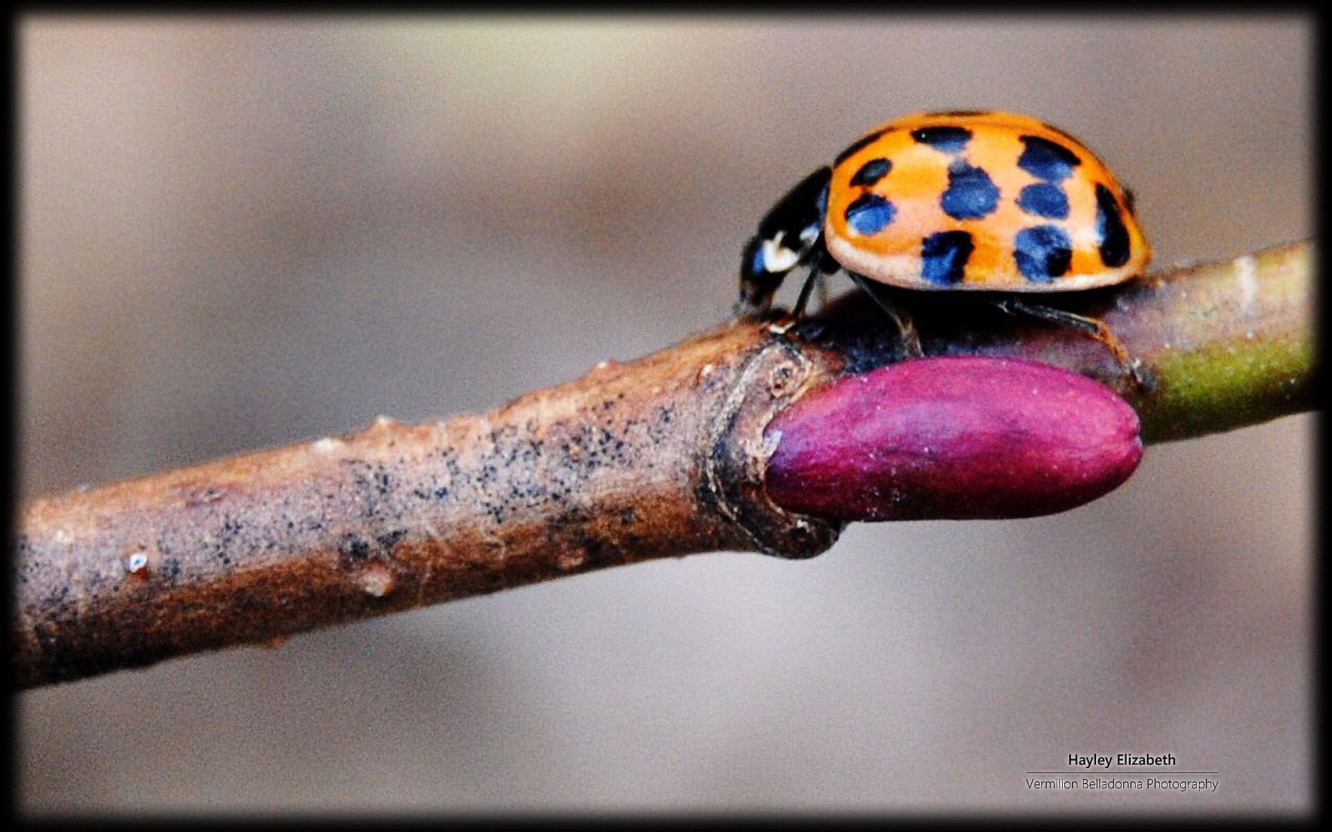 昆虫图片