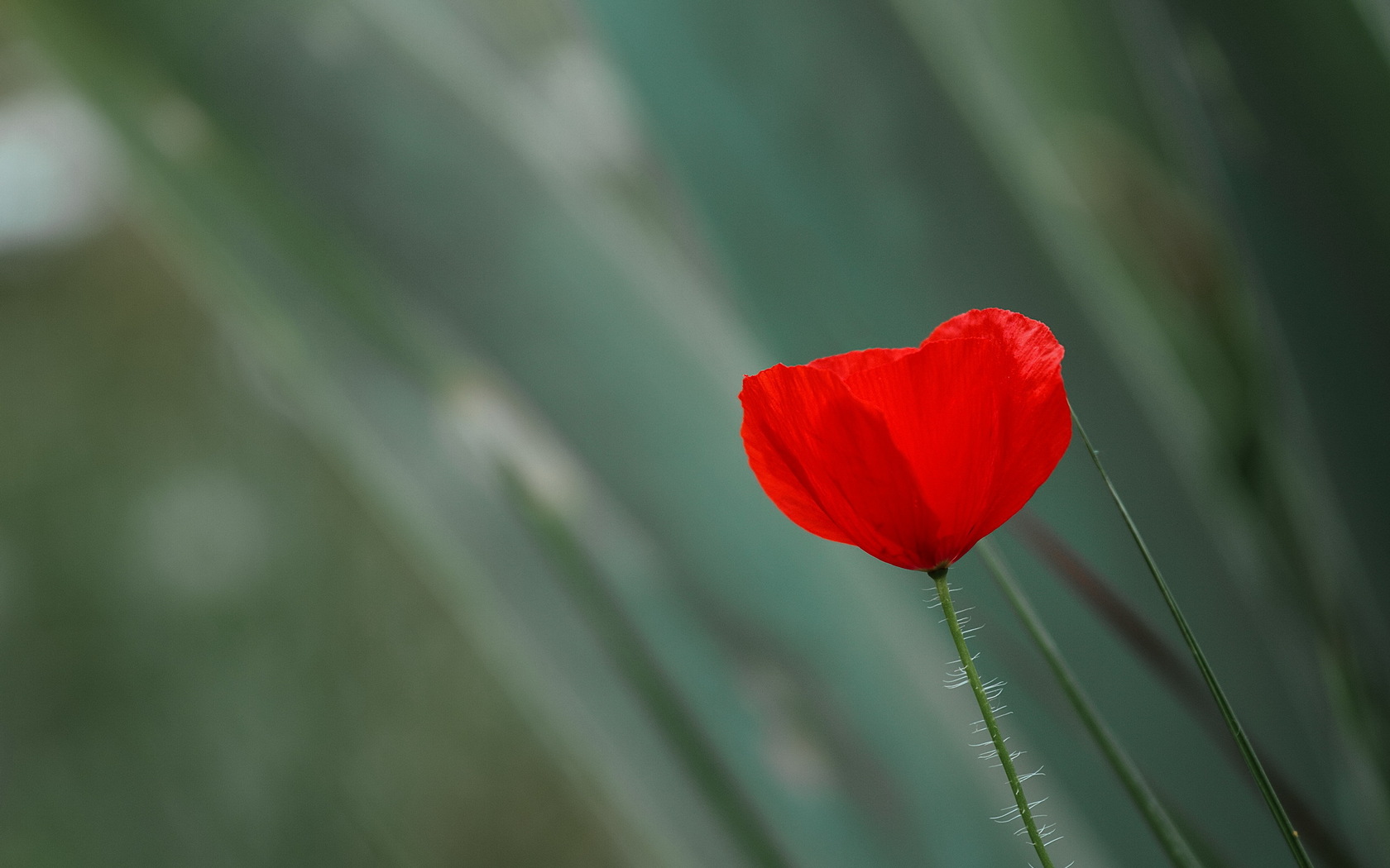 鲜花图片