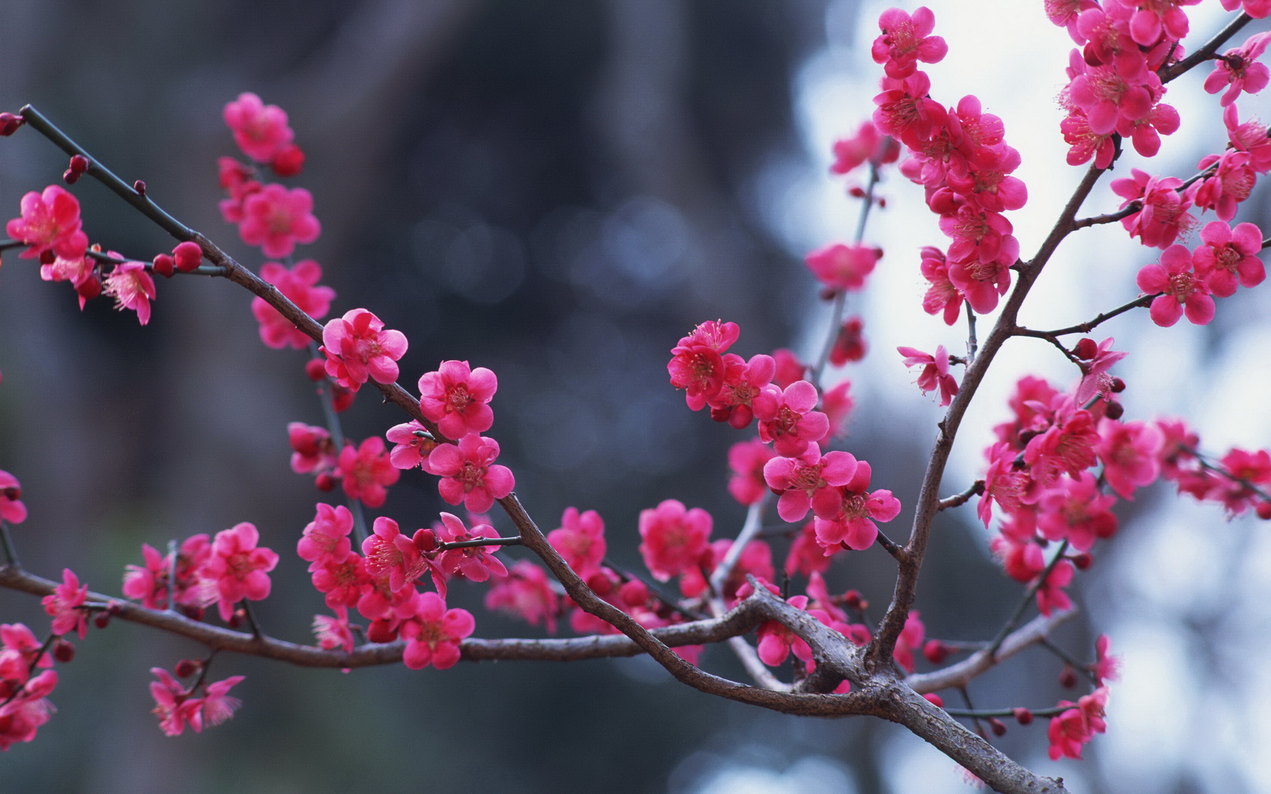 鲜花图片