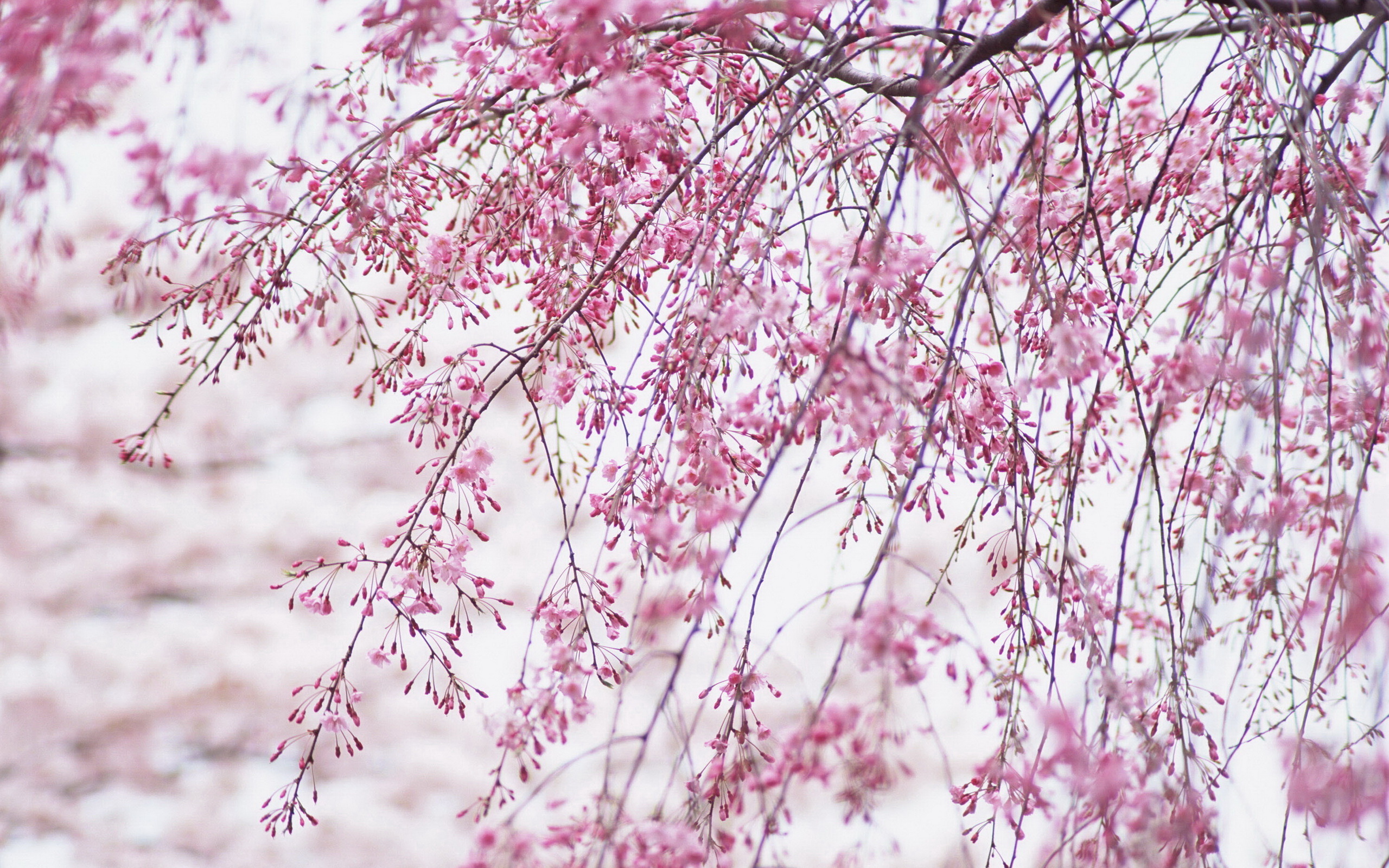 鲜花图片