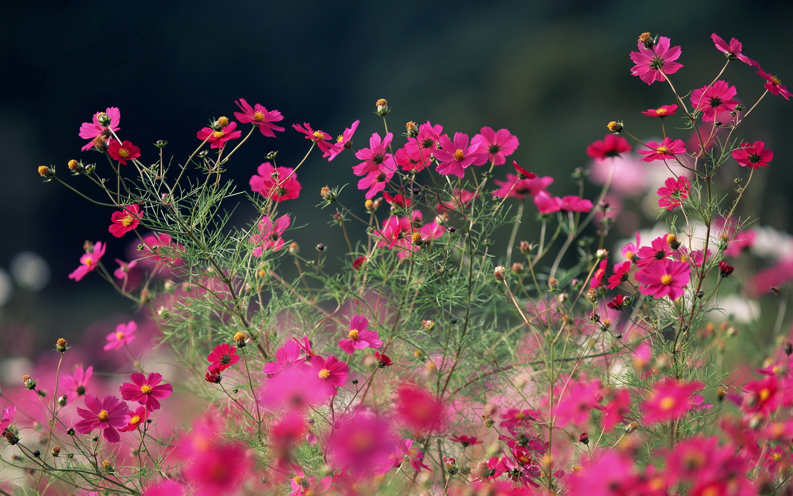 鲜花图片