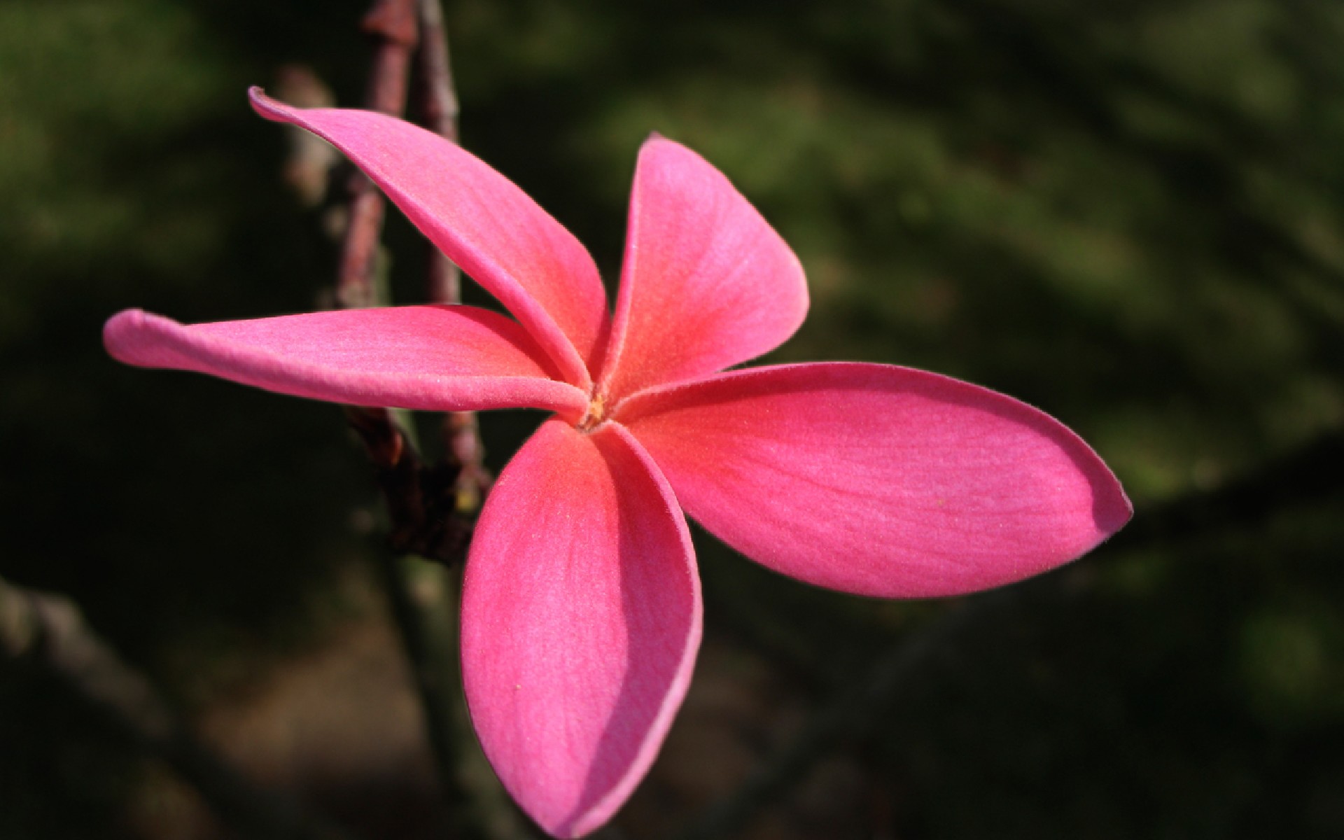 鲜花图片