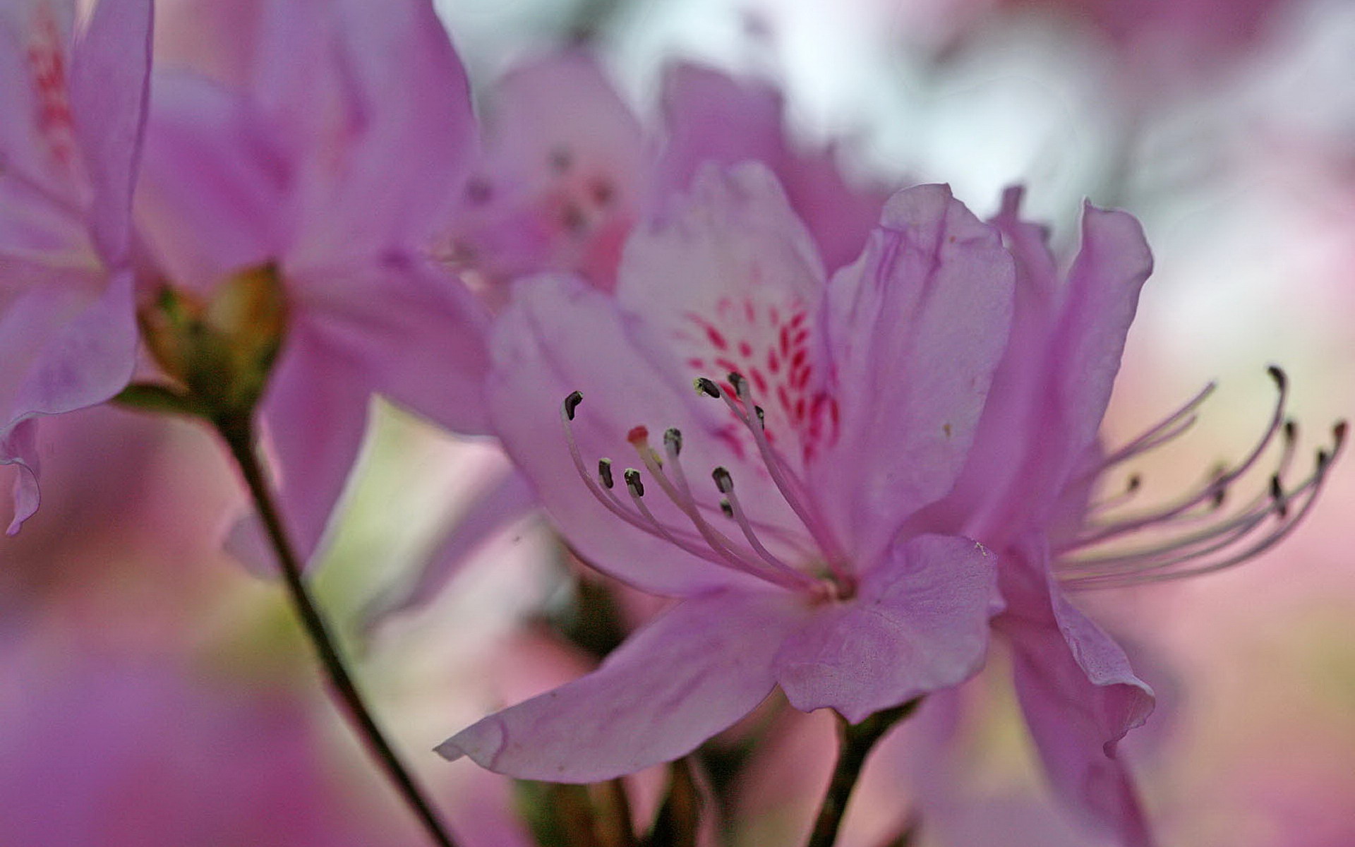 鲜花图片