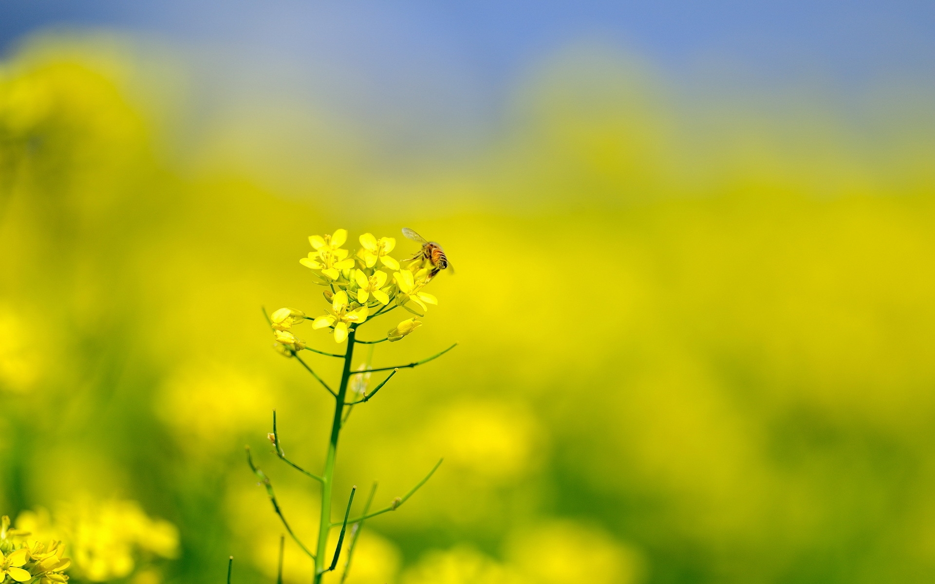 2013年油菜花宽屏金桌面壁纸图片