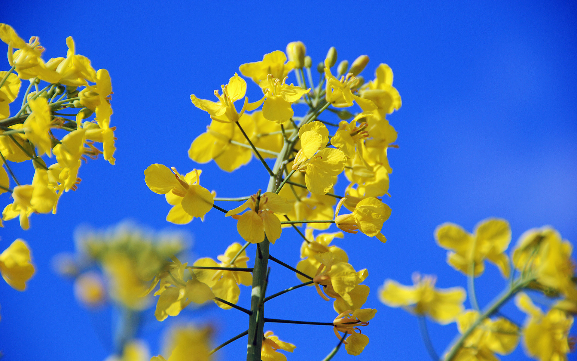 2013年油菜花宽屏金桌面壁纸图片