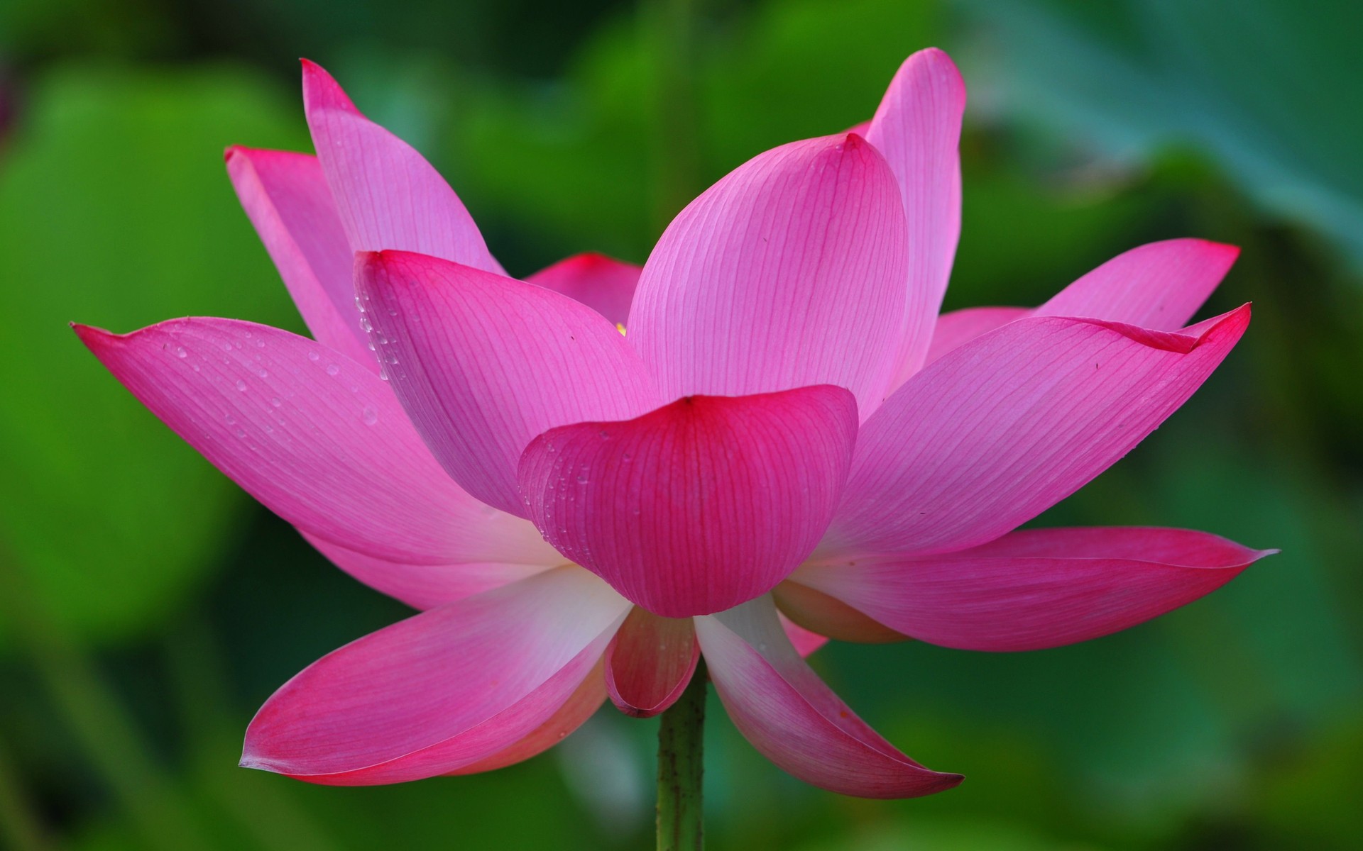 鲜花图片