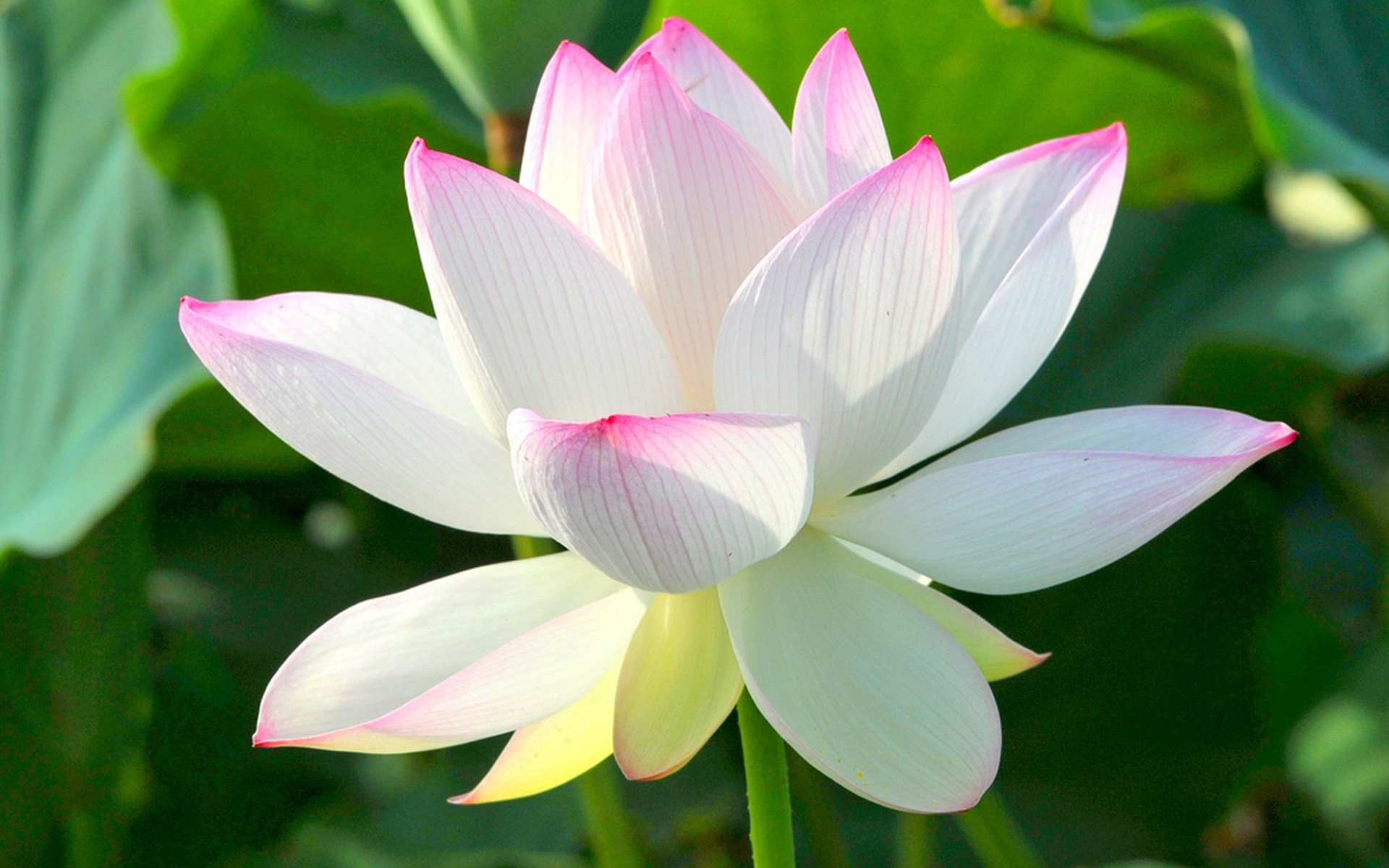 鲜花图片