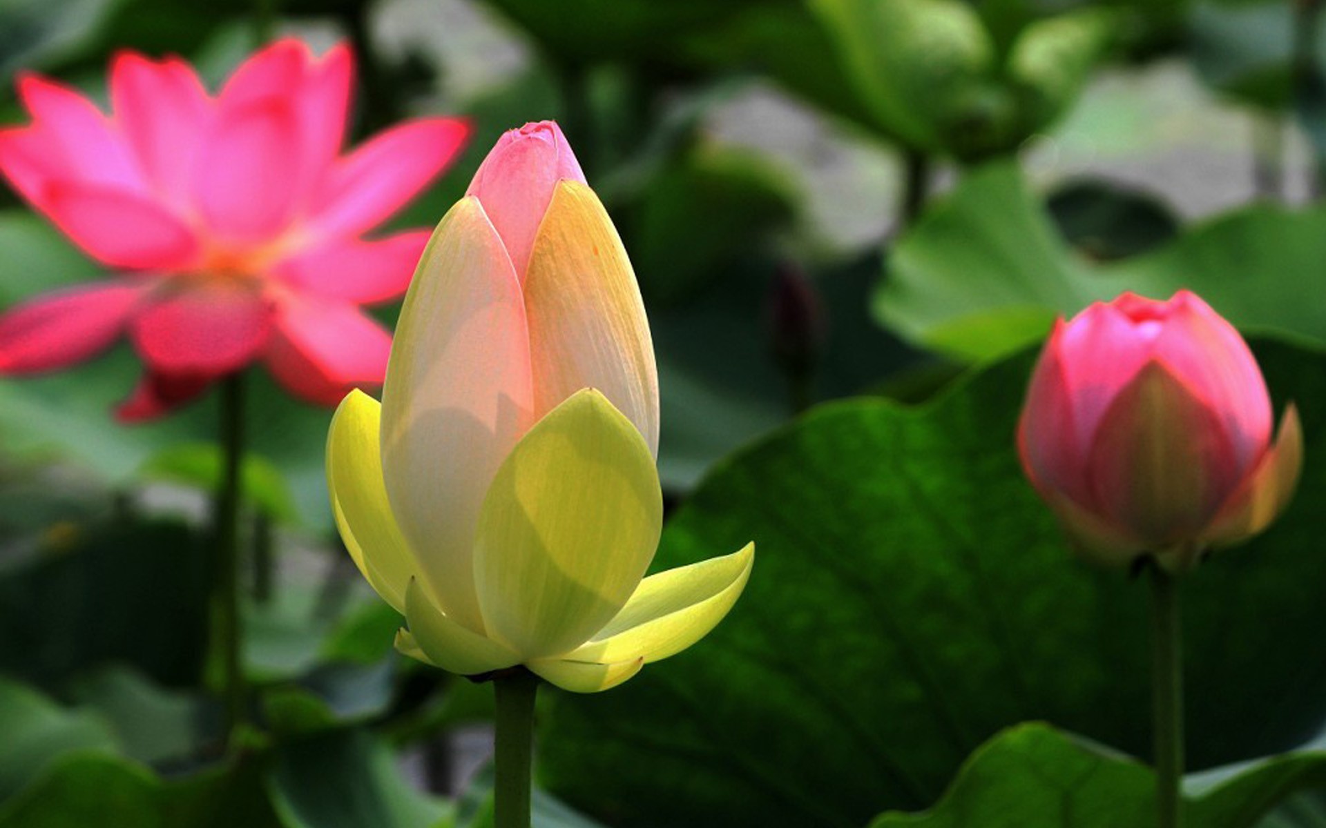 鲜花图片