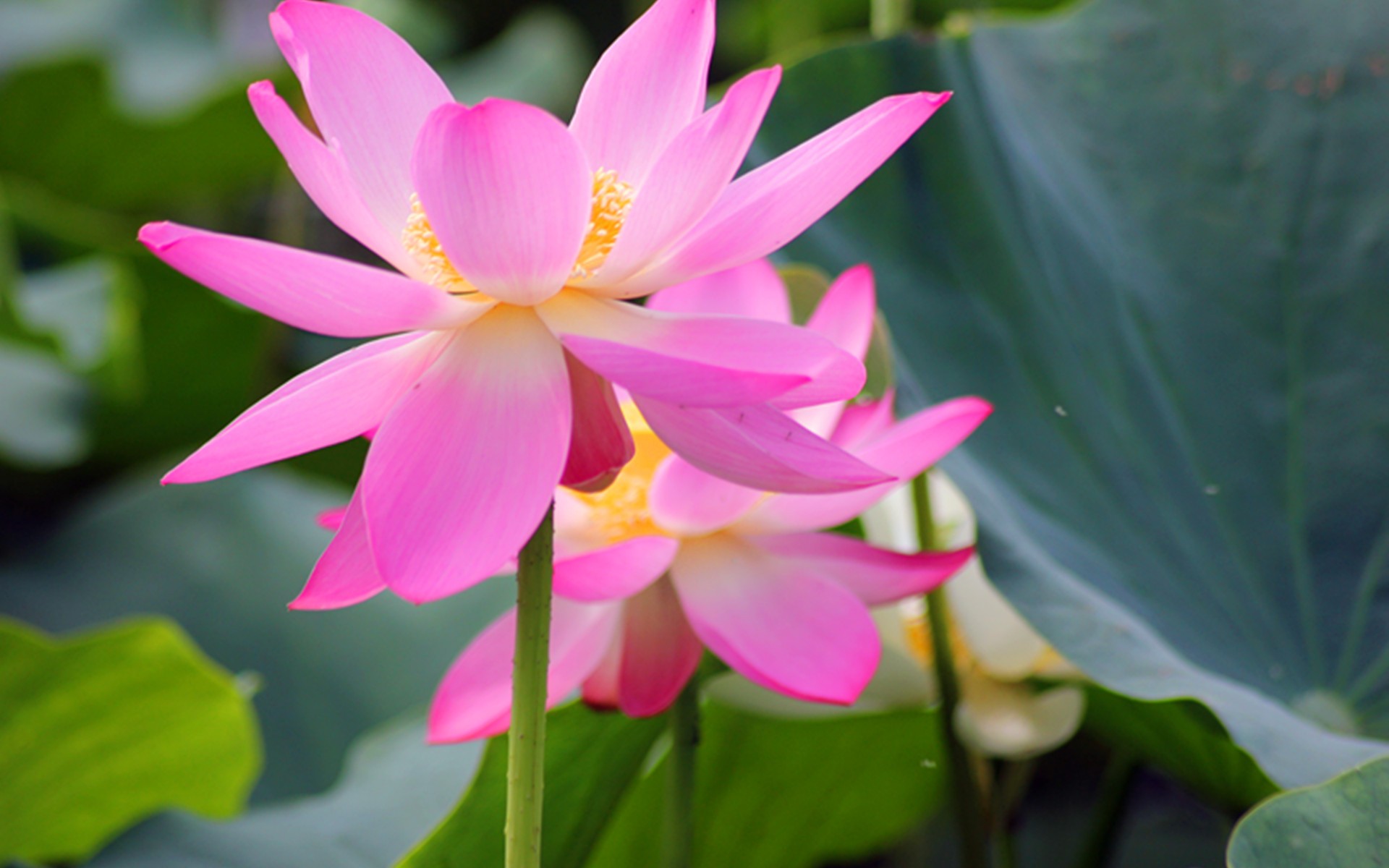 鲜花图片