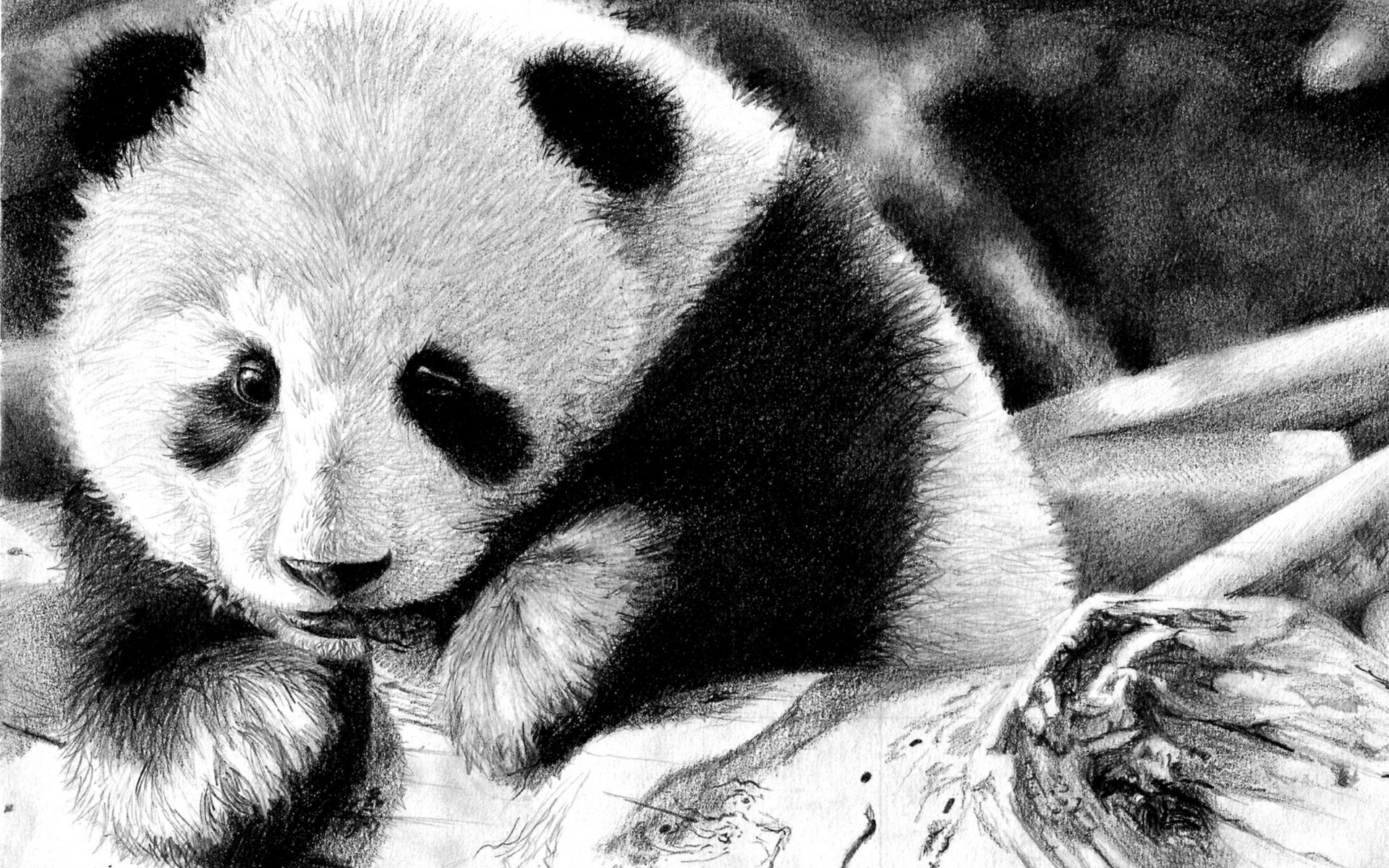国宝熊猫憨态可掬呆萌治愈高清桌面壁纸第一辑图片