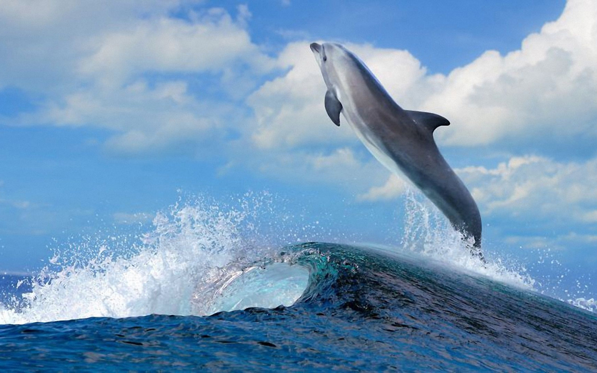 海洋精灵生物海豚宽屏桌面壁纸图片