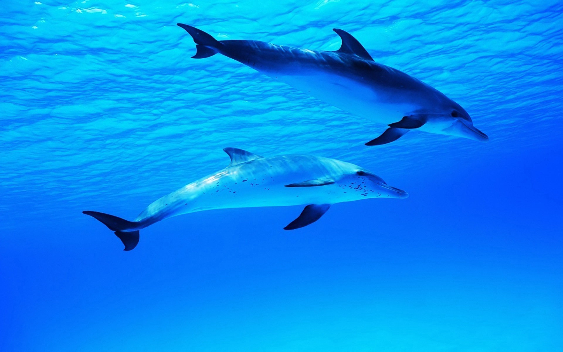 海洋生物图片