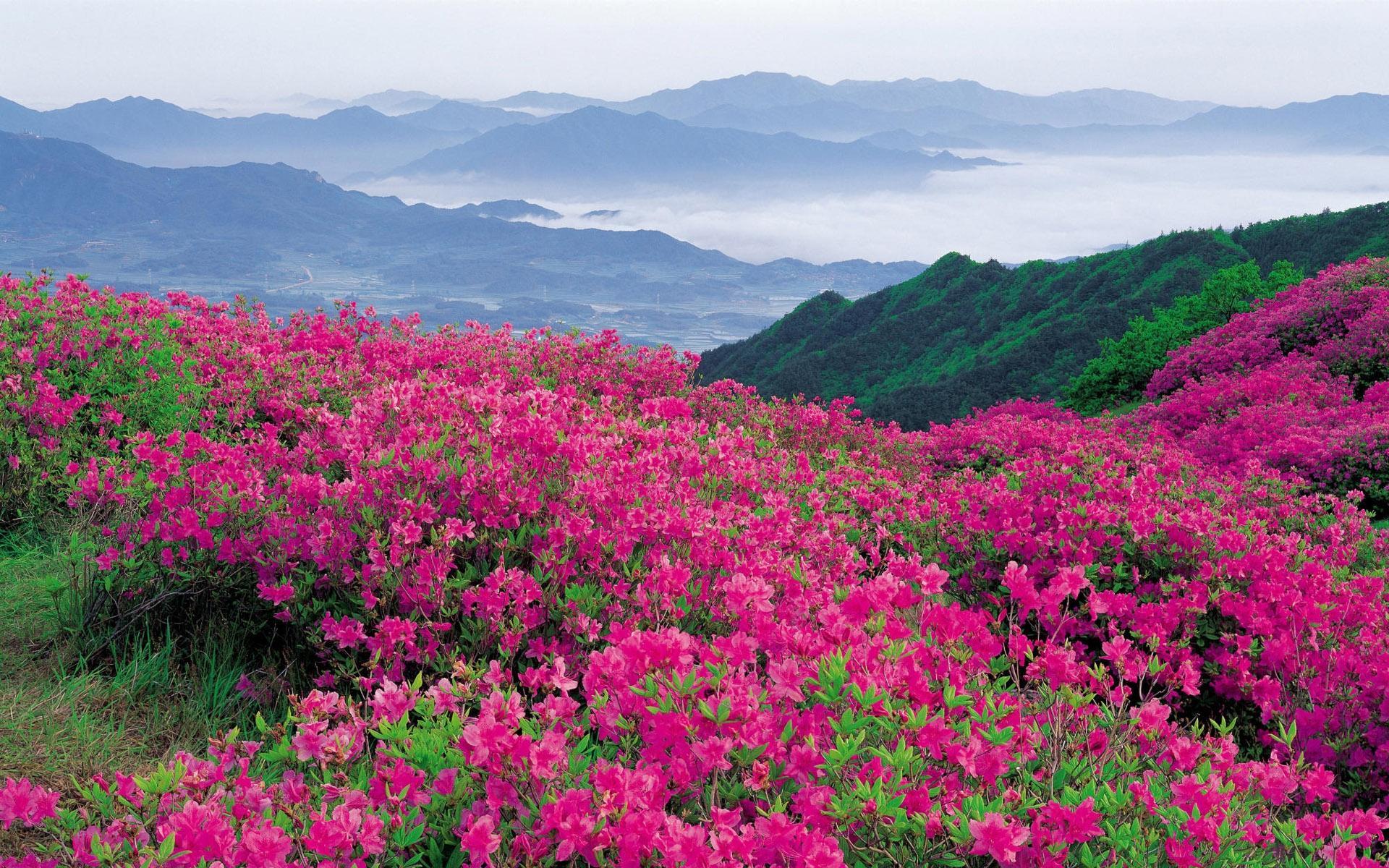 鲜花图片