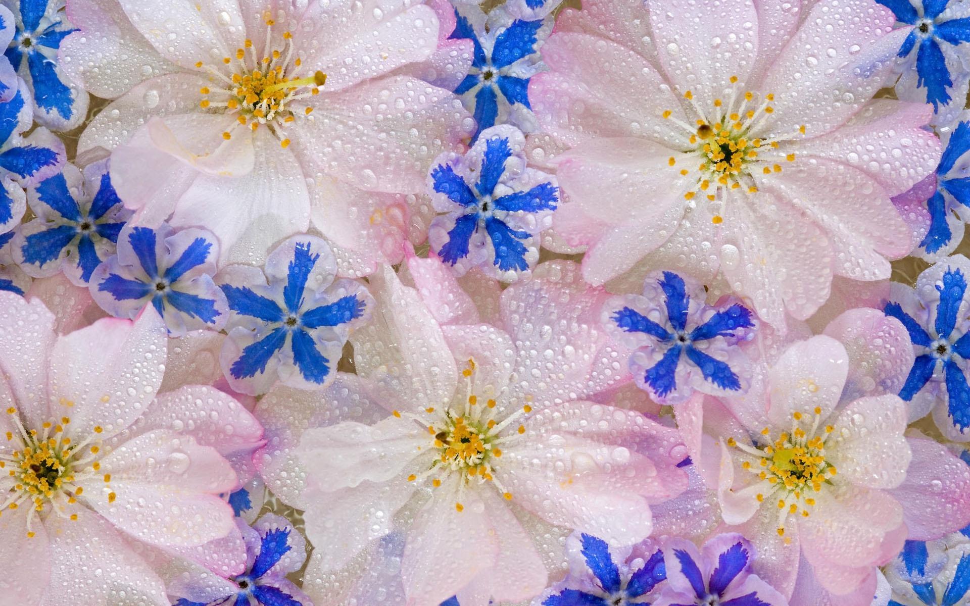 鲜花图片