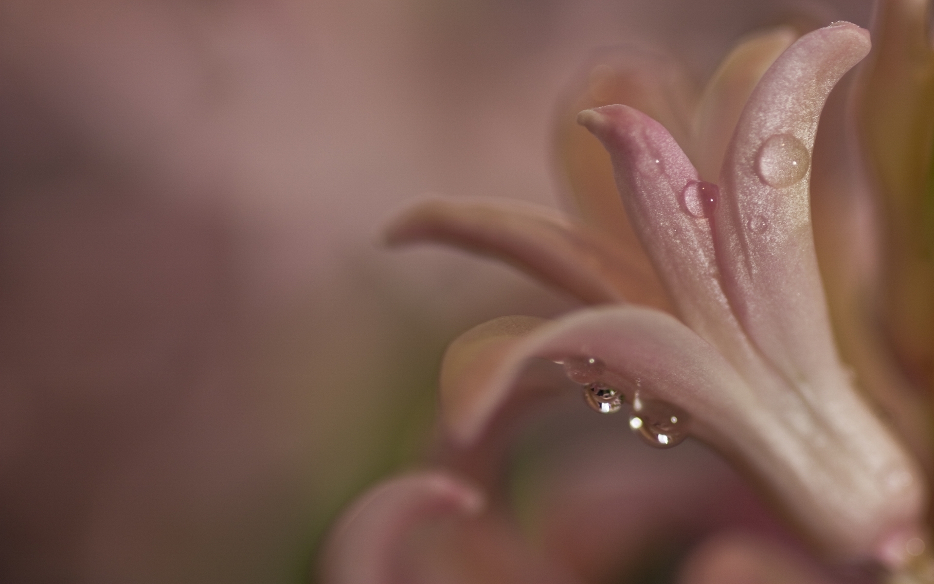 纯洁的白色栀子花高清桌面壁纸图片