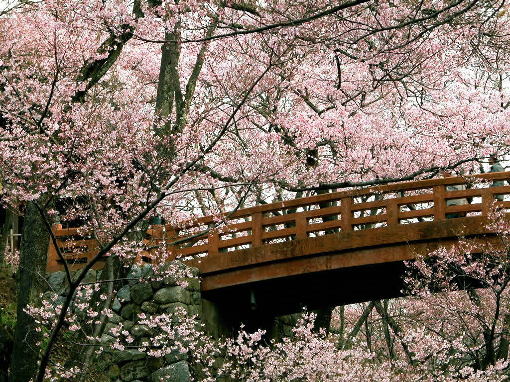 鲜花图片
