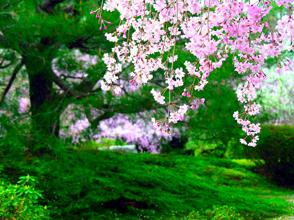 鲜花图片