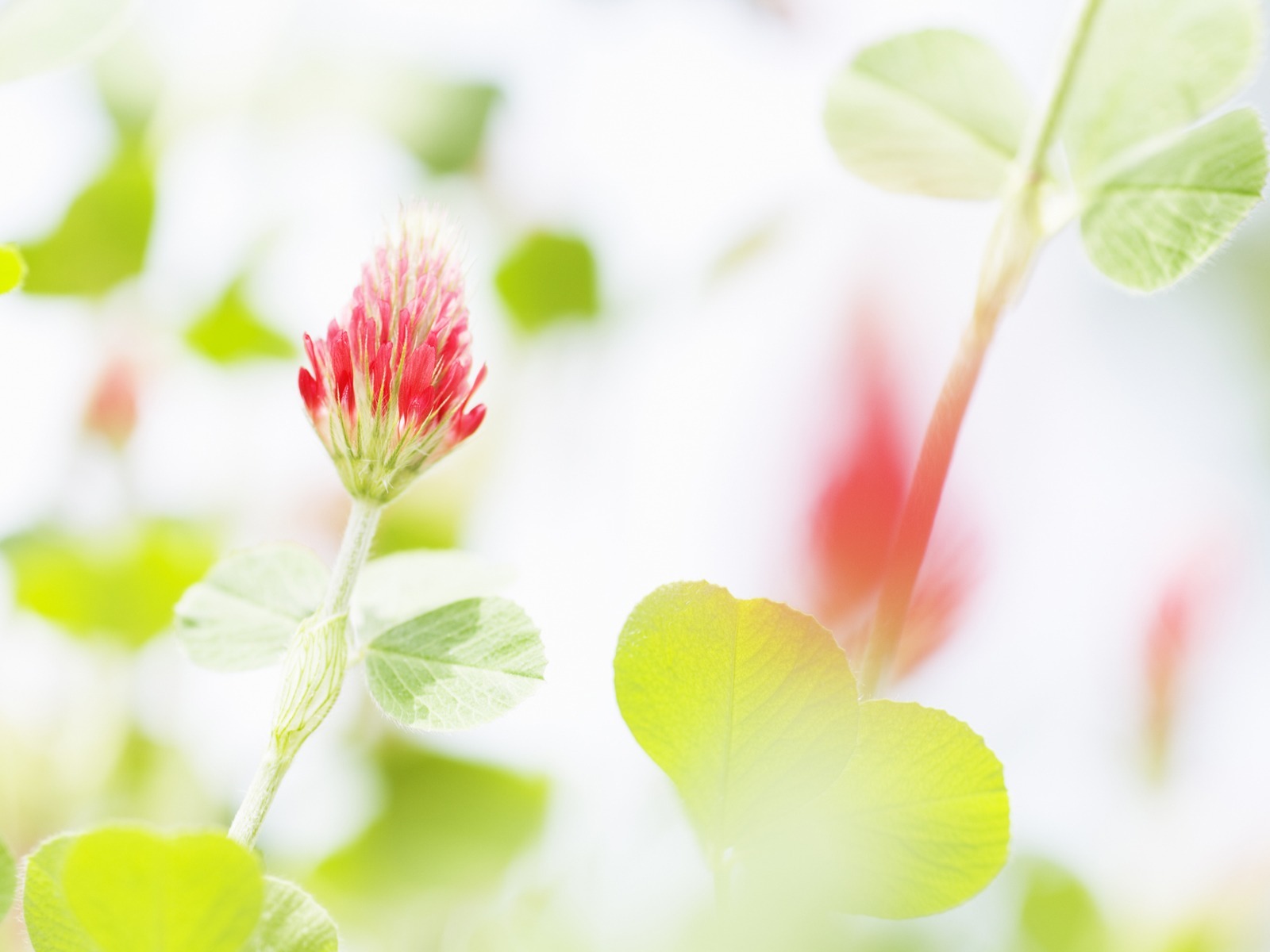 鲜花图片