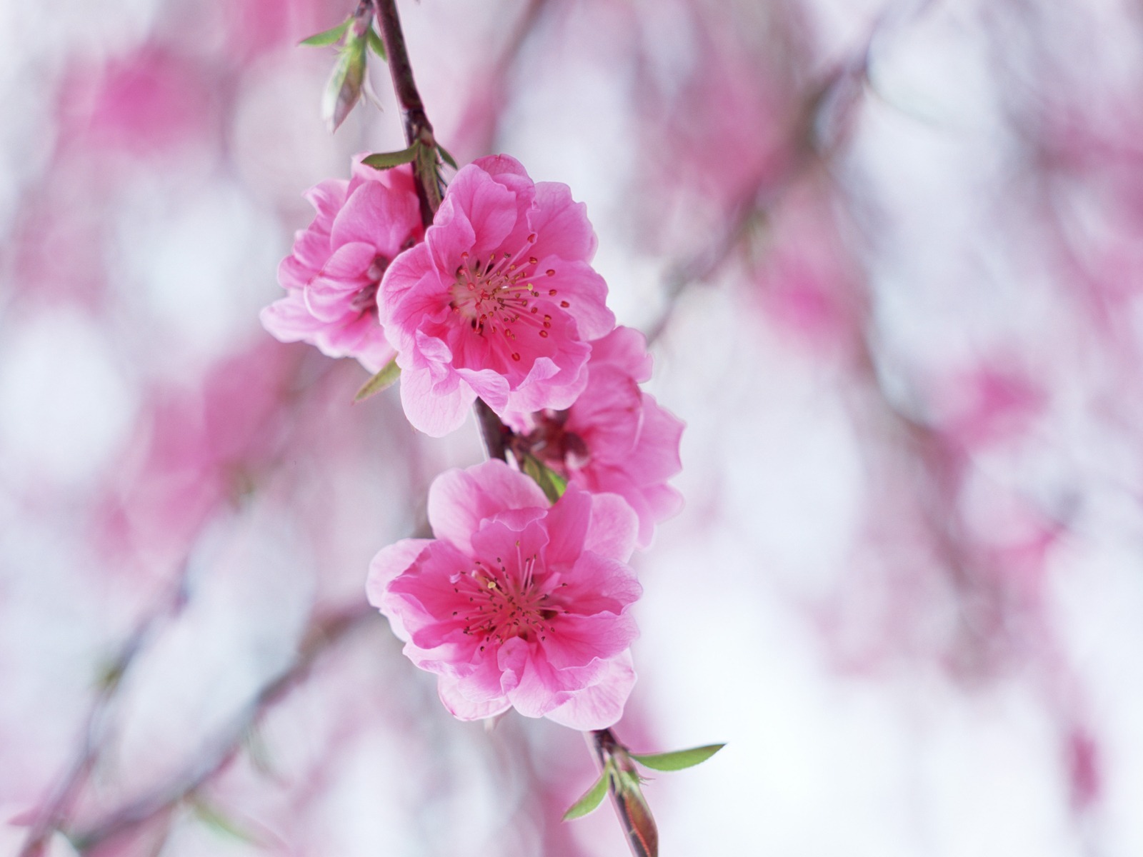 鲜花图片