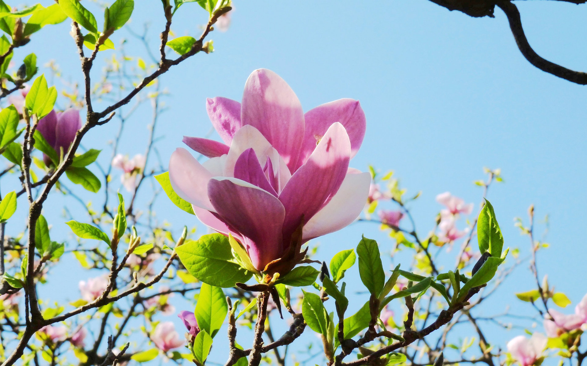 精选兰花高清植物桌面壁纸图片