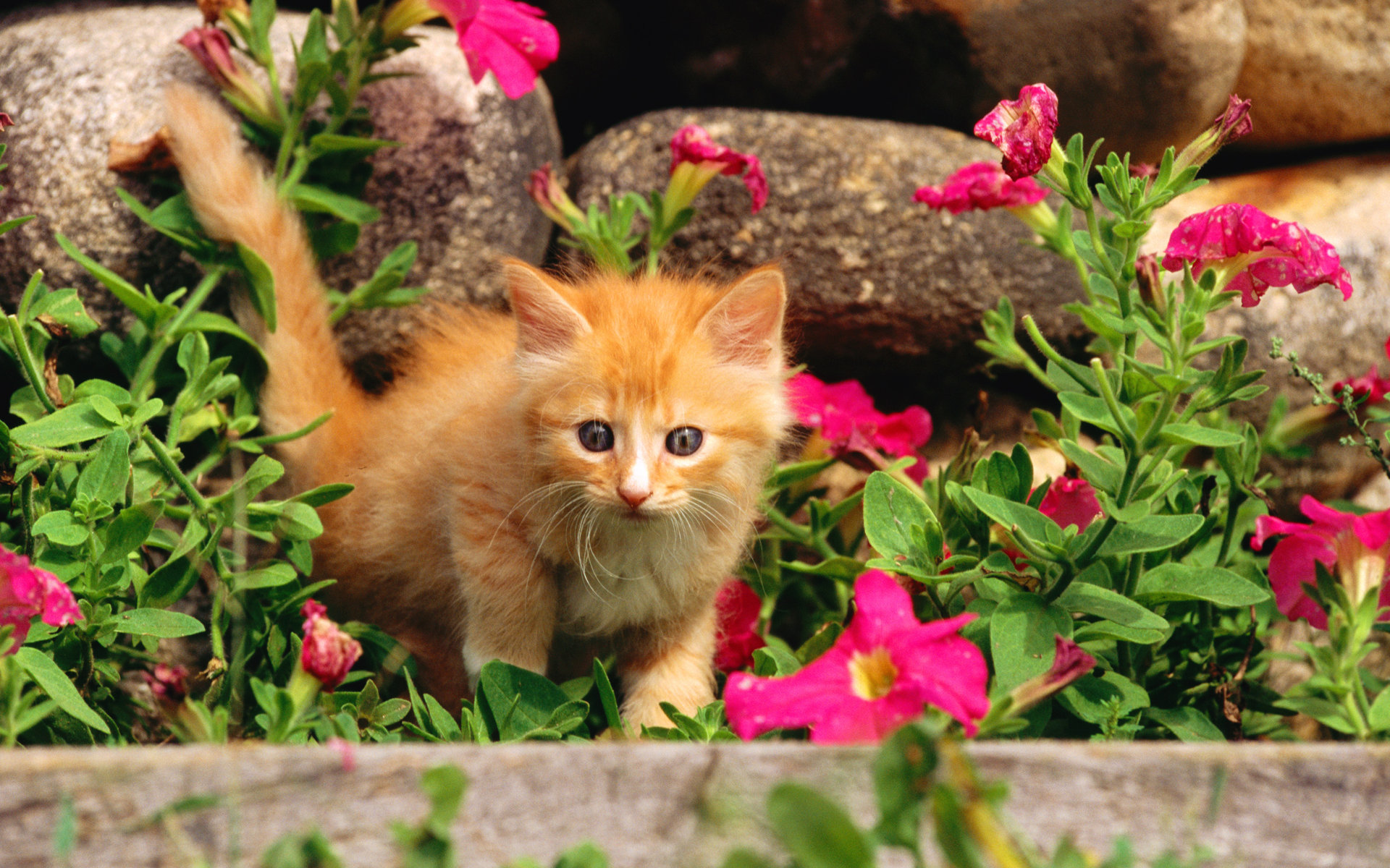 猫咪图片