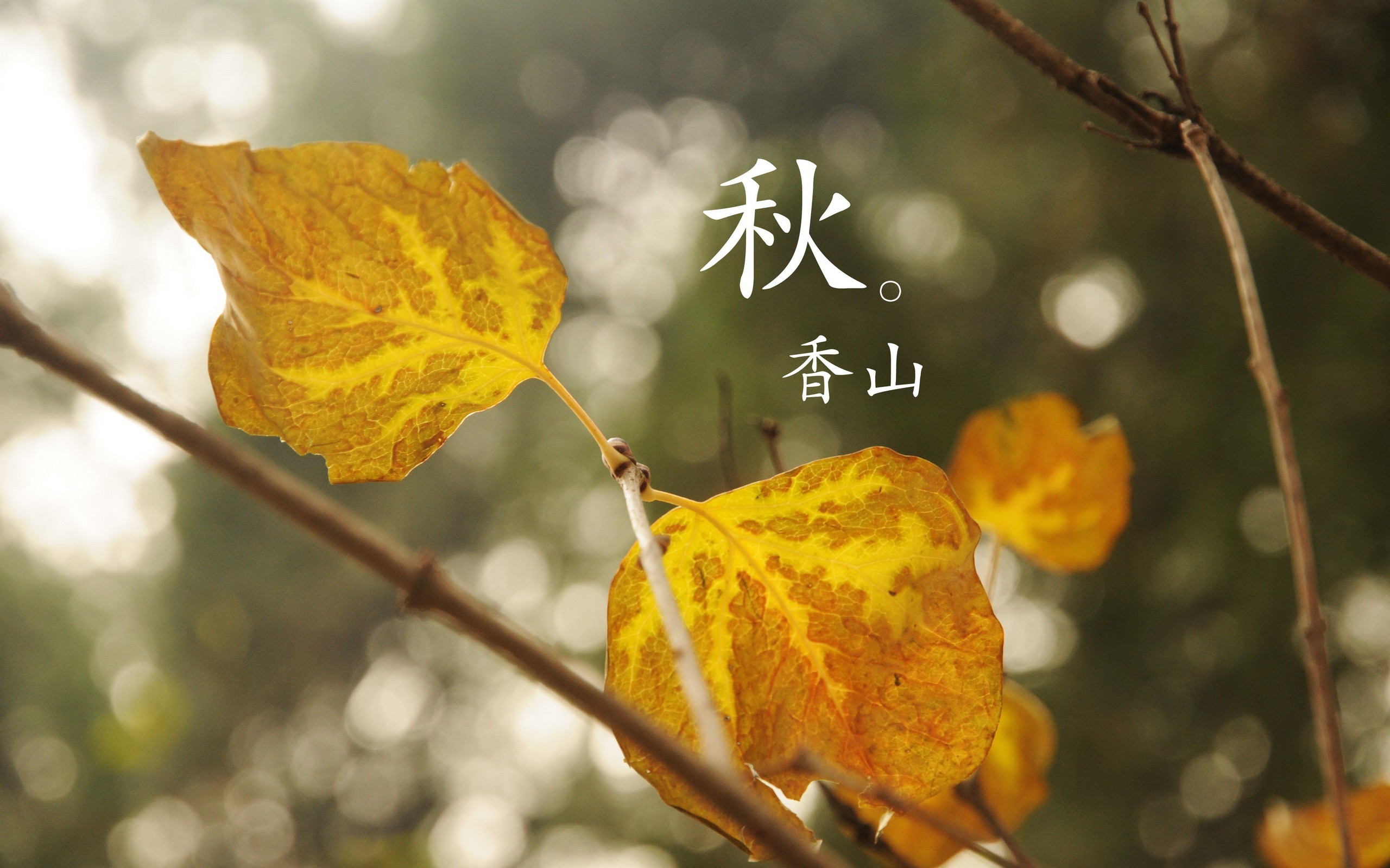 唯美静物微距特写风景宽屏桌面壁纸图片