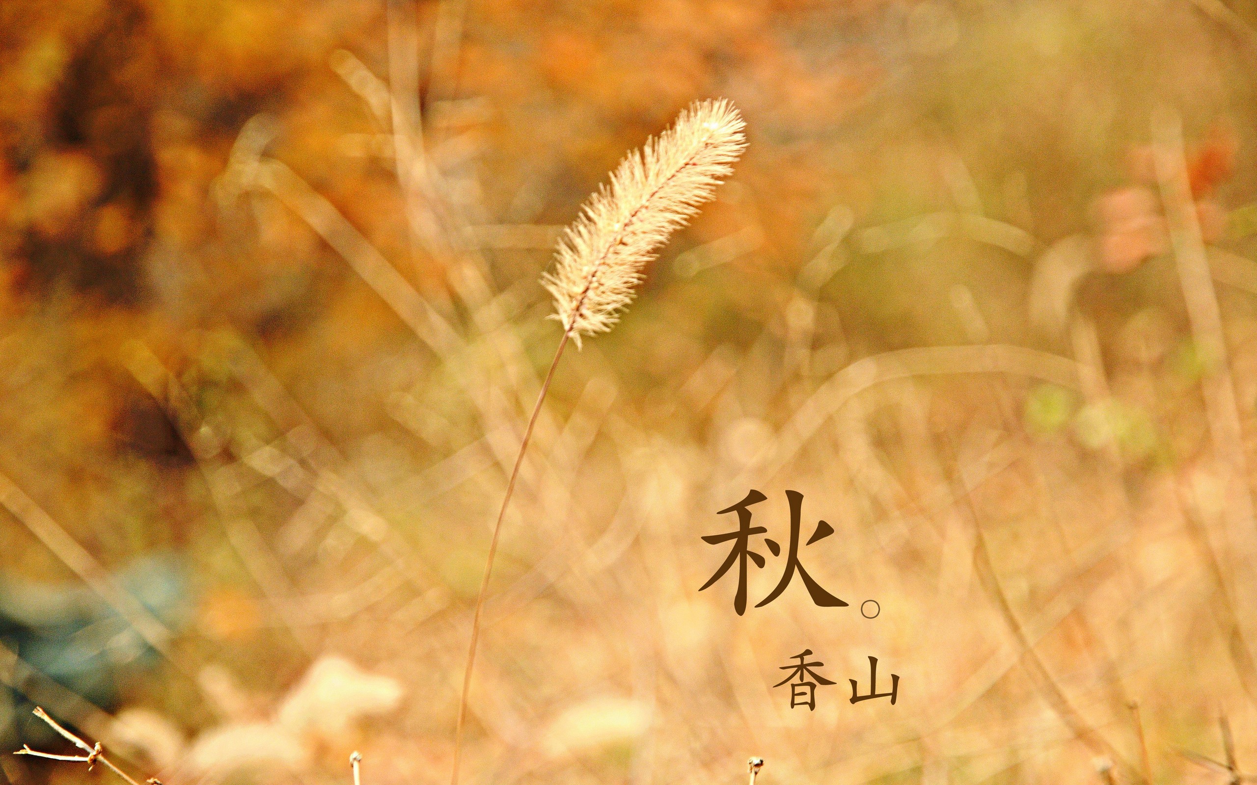 唯美静物微距特写风景宽屏桌面壁纸图片