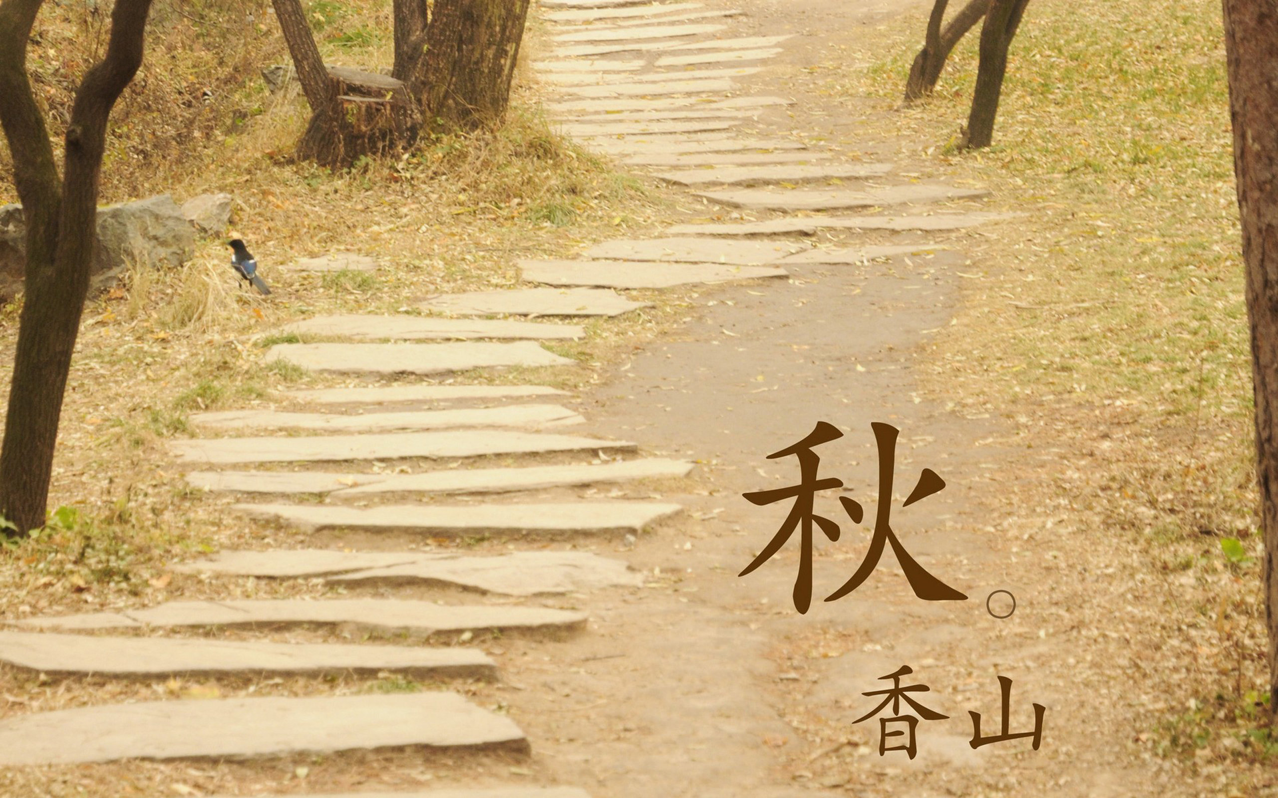 美丽鲜艳的海棠花风景桌面壁纸图片